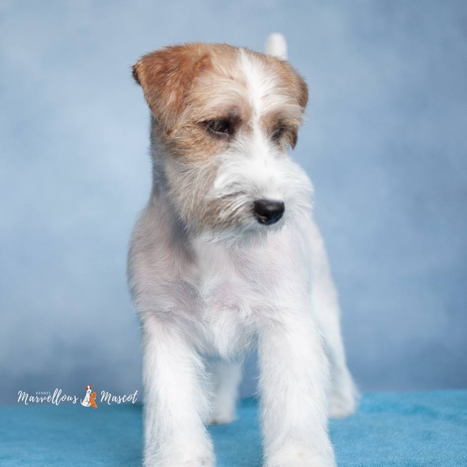 ЩЕНКИ КУПИТЬ. CANE MAESTRO — kennel Jack Russell Terrier