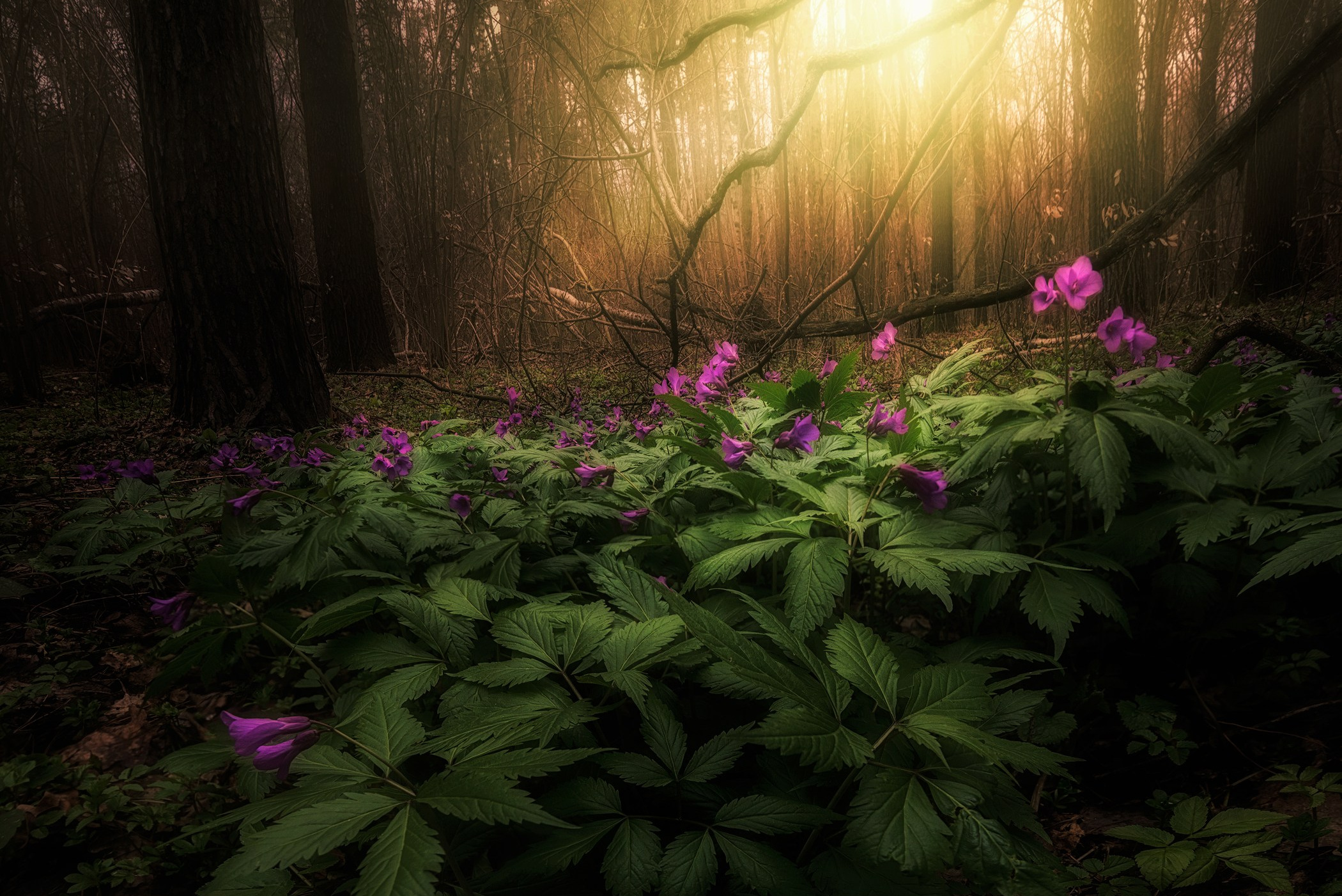 Volkovart.online nature photography