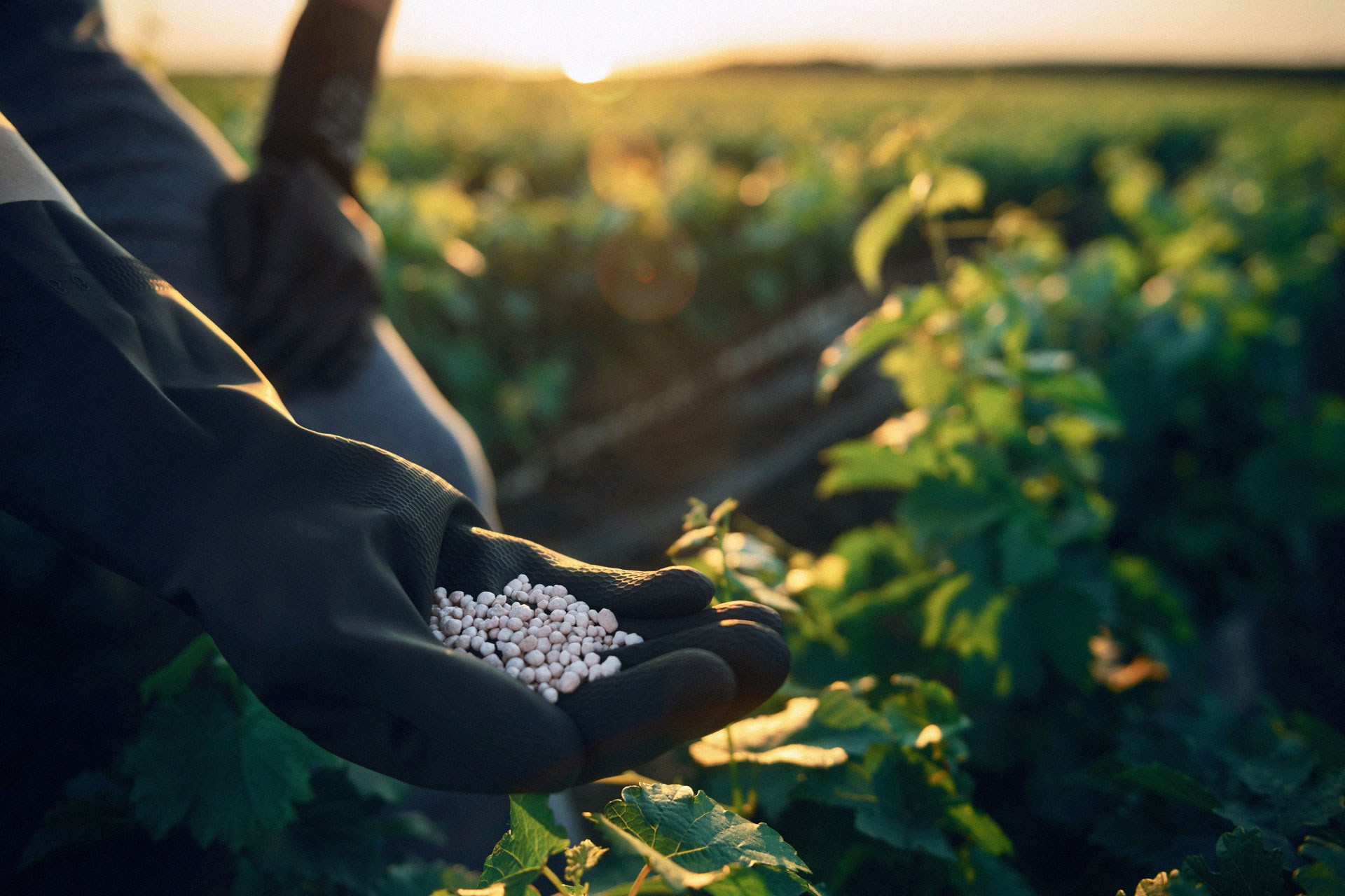 Global farming supported by Eurochem. Photographer Sergei Tatarskikh