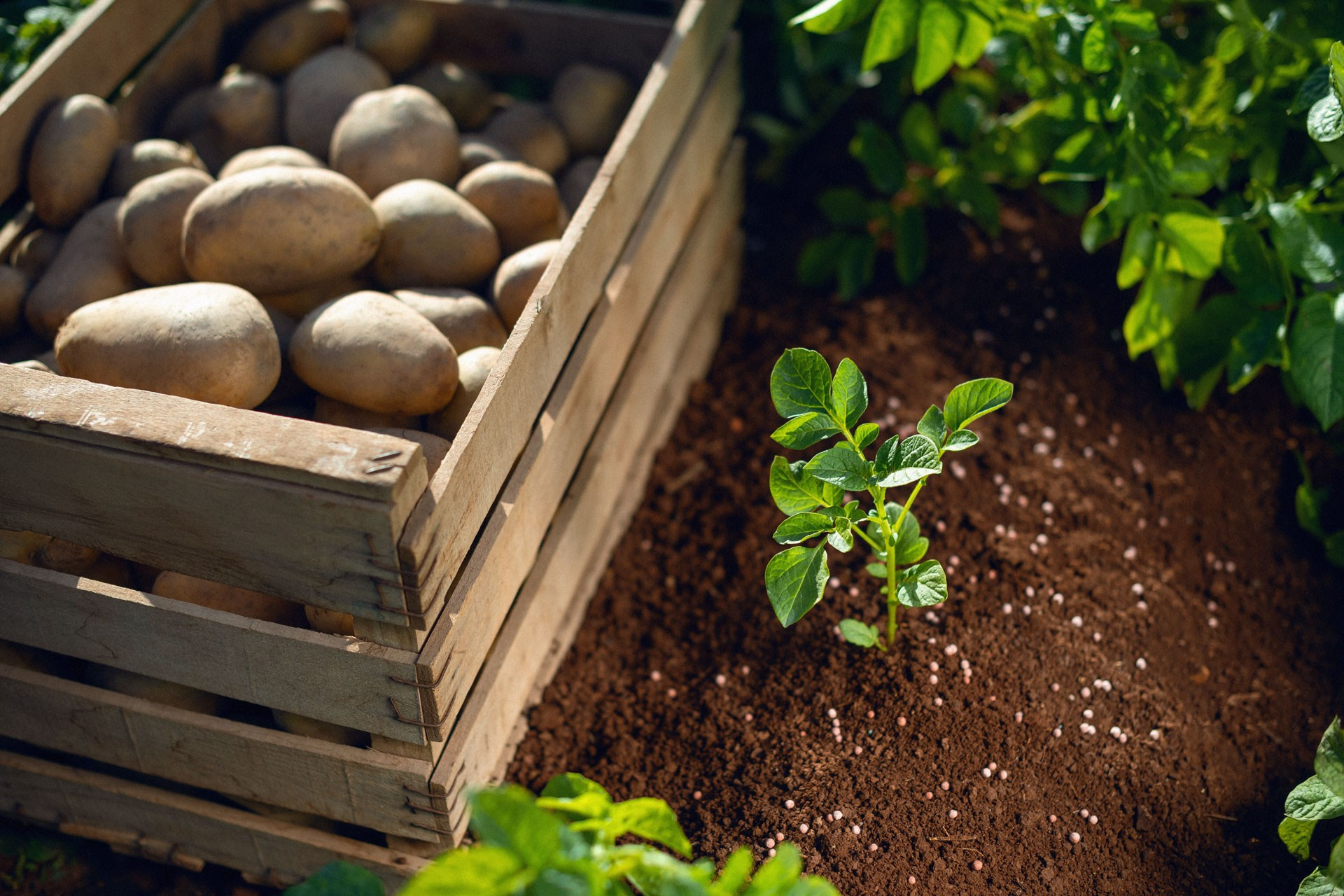 Global farming supported by Eurochem. Photographer Sergei Tatarskikh