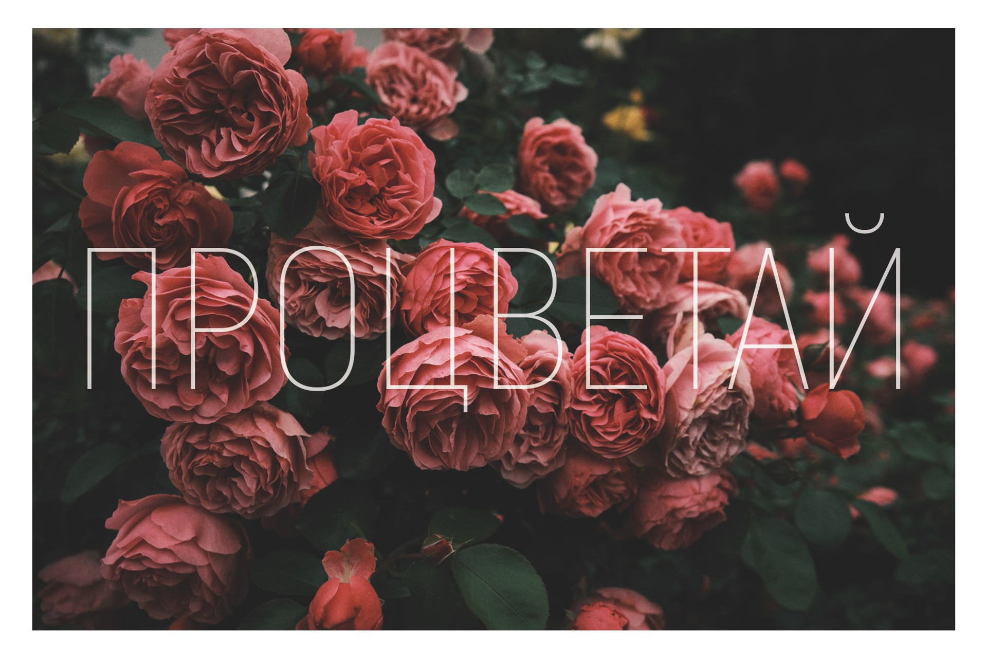 «Цветы»