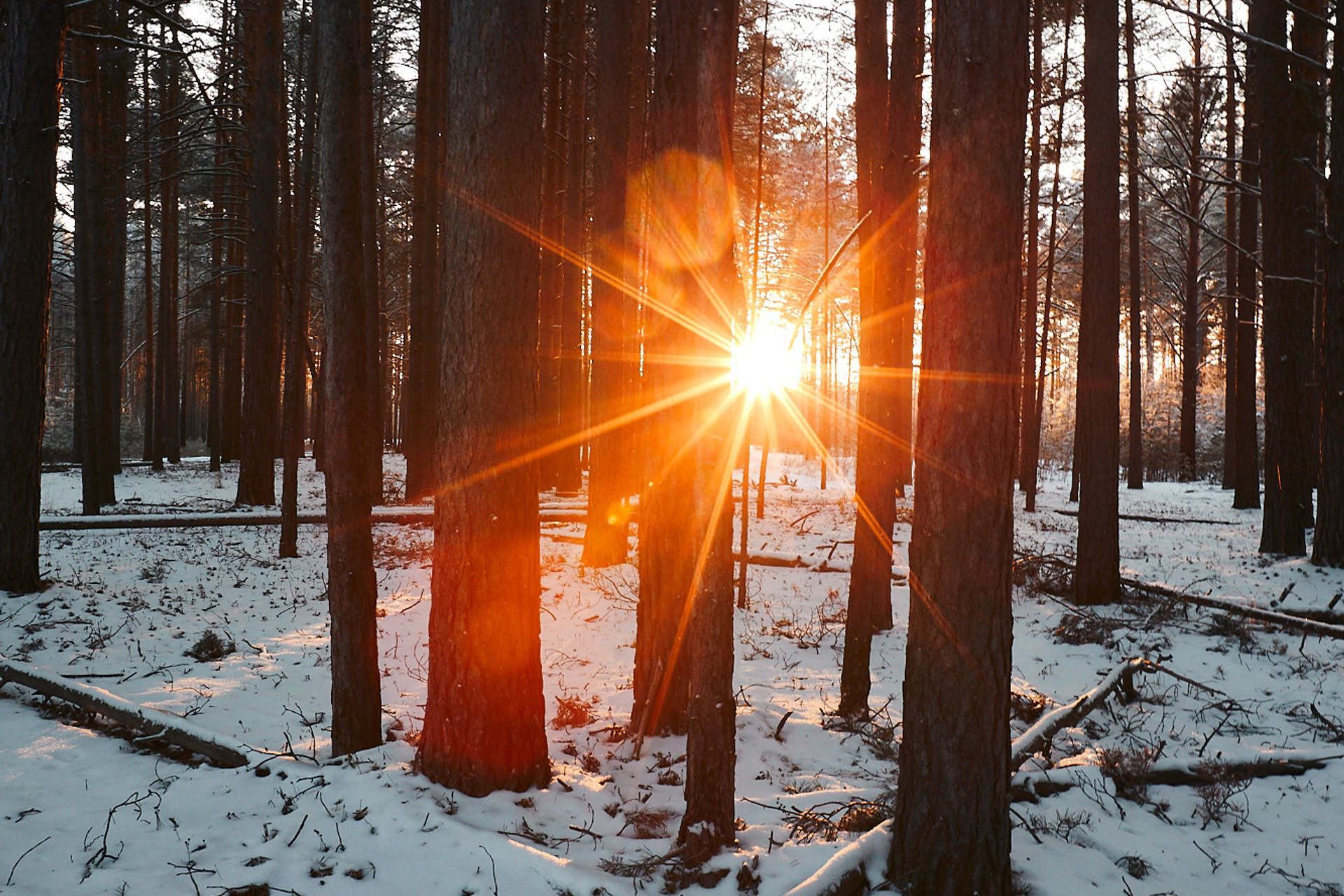 Зимние виды и лесные пейзажи