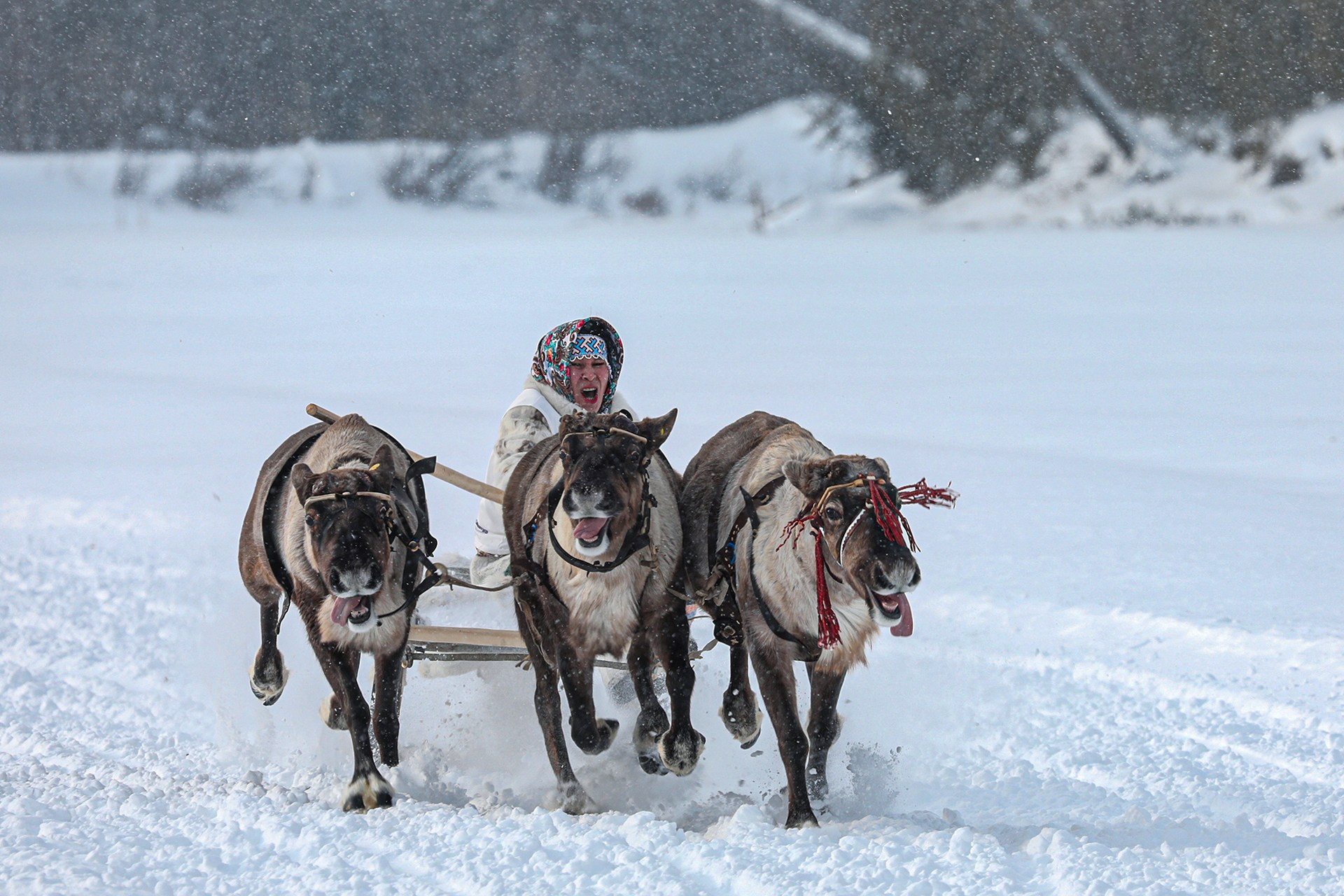 СОРЕВНОВАНИЯ ОЛЕНЕВОДОВ