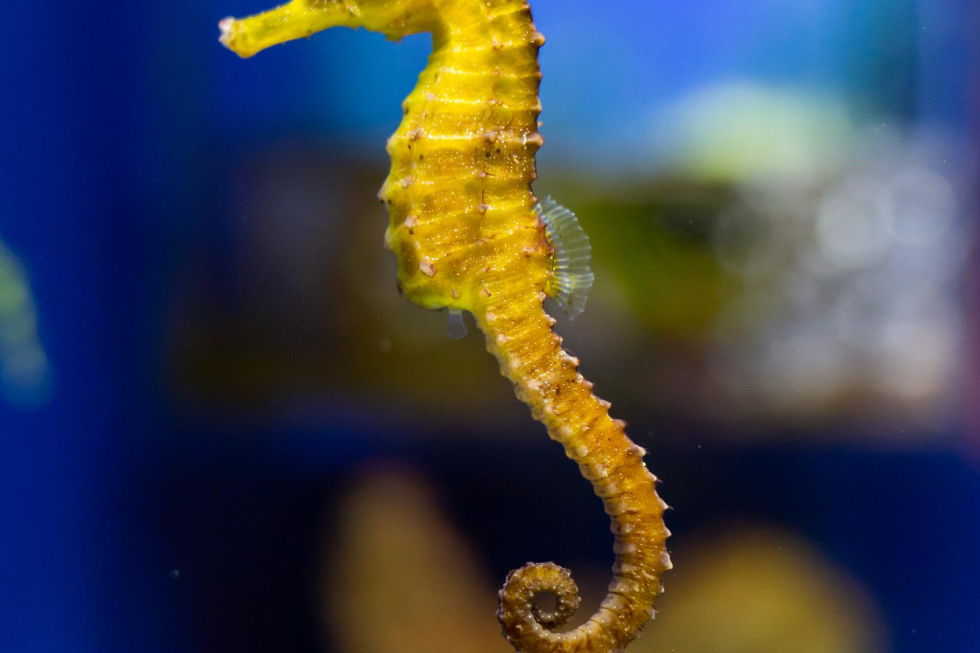 Москвариум