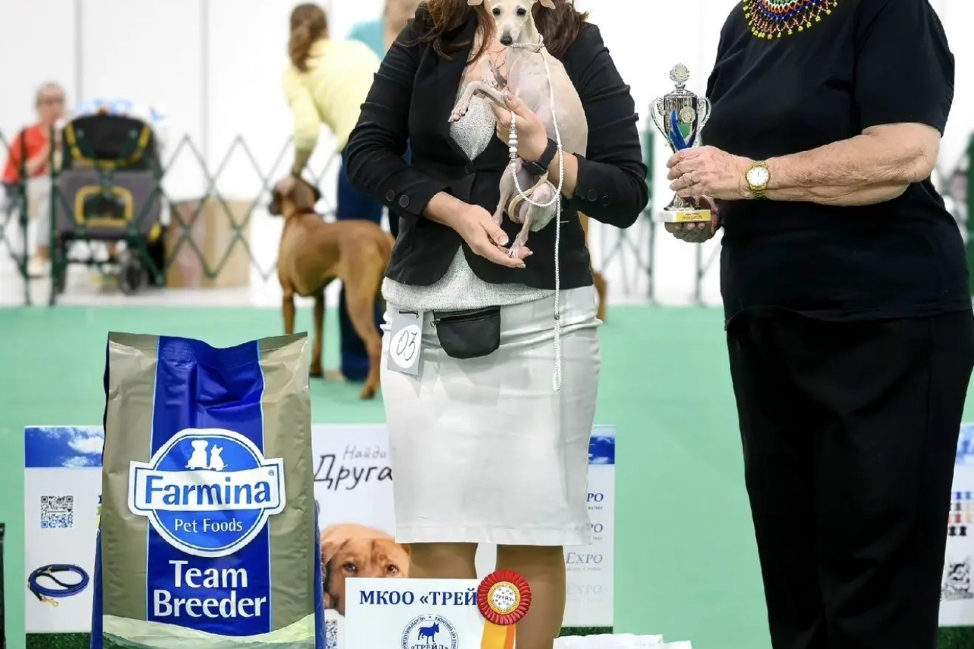 Яркий Захар из Екатеринбурга. Professional Italian Greyhound Kennel RKF/FCI ASTI SAPPHIRE 💎 Sochi|St. Petersburg