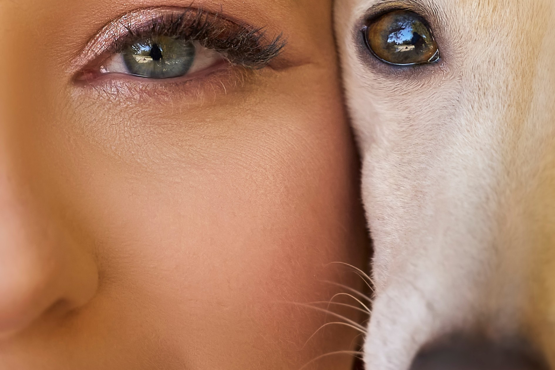 Отель для собак. Professional Italian Greyhound Kennel RKF/FCI ASTI SAPPHIRE 💎 Sochi|St. Petersburg