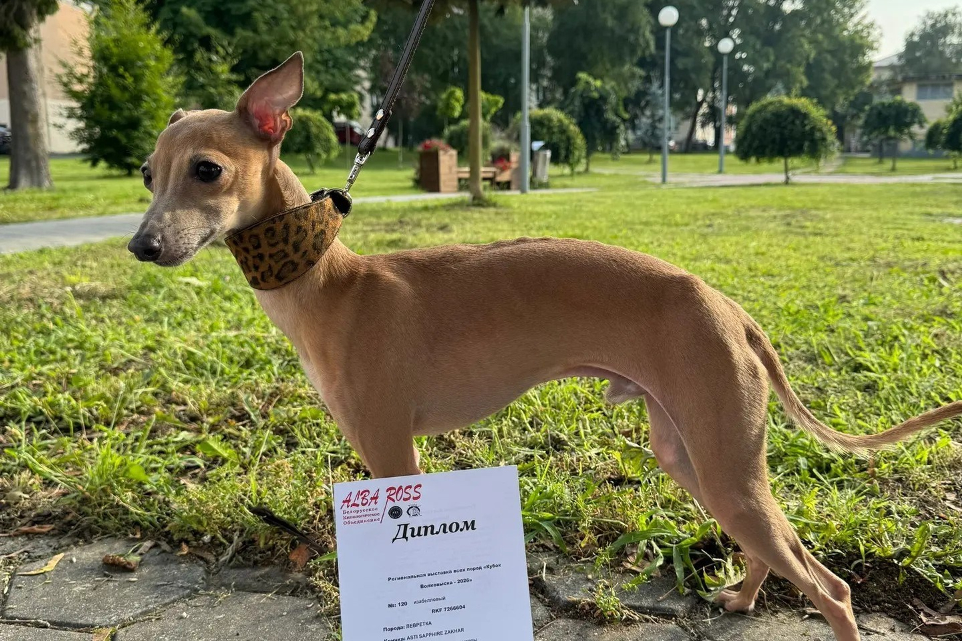 Show. Professional Italian Greyhound Kennel RKF/FCI ASTI SAPPHIRE 💎 Sochi|St. Petersburg