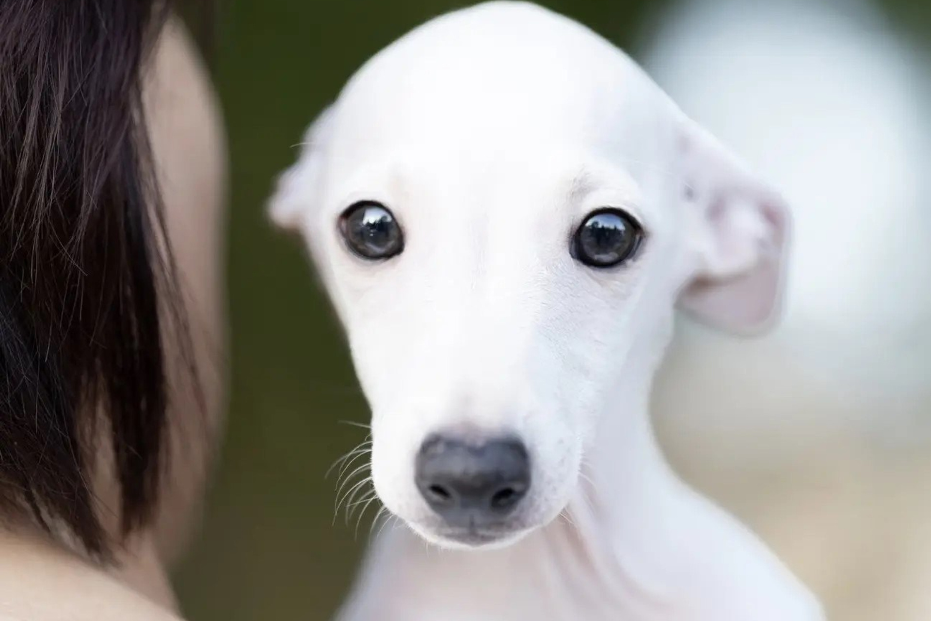 Июльские малыши. Professional Italian Greyhound Kennel RKF/FCI ASTI SAPPHIRE 💎 Sochi|St. Petersburg