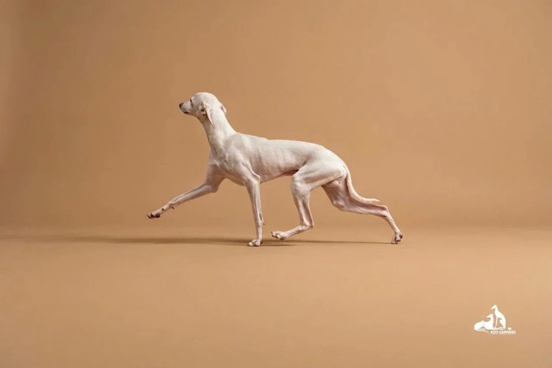 Тесты из Америки наших выпускников. Professional Italian Greyhound Kennel RKF/FCI ASTI SAPPHIRE 💎 Sochi|St. Petersburg
