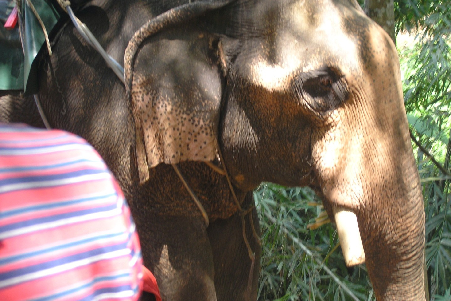 Тайланд 2011 г. Улица, люди, жизнь…