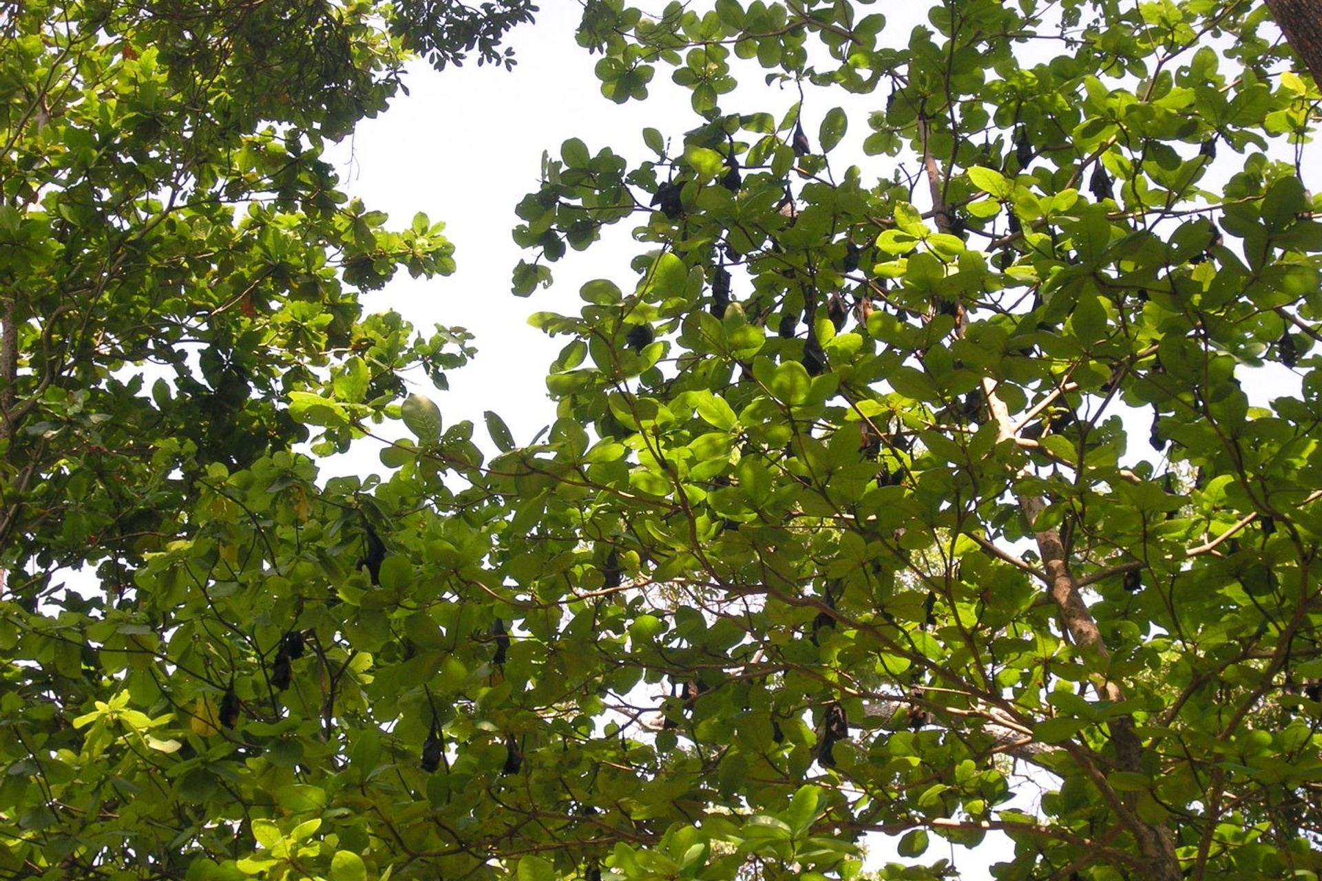 Тайланд 2011 г. Улица, люди, жизнь…