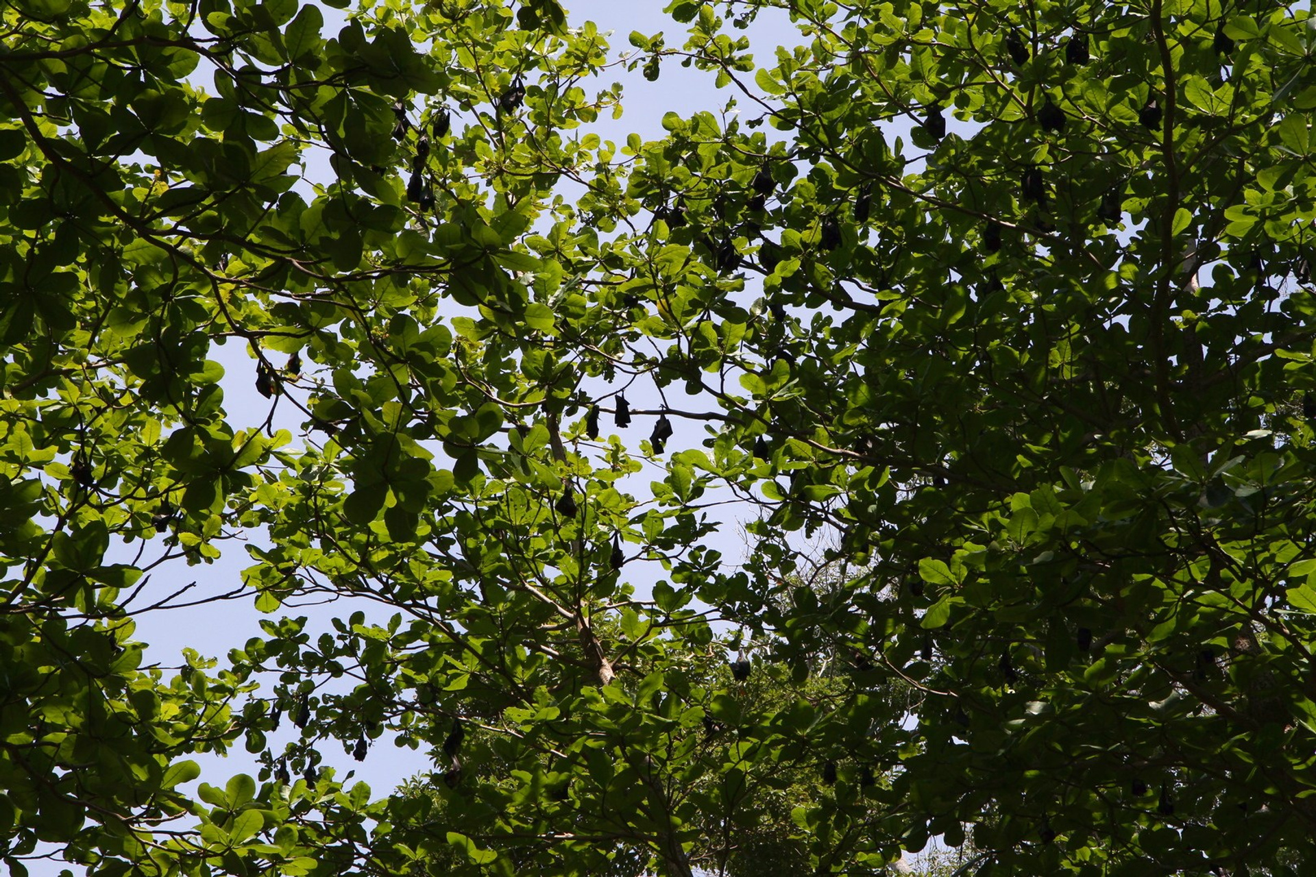 Тайланд 2011 г. Улица, люди, жизнь…