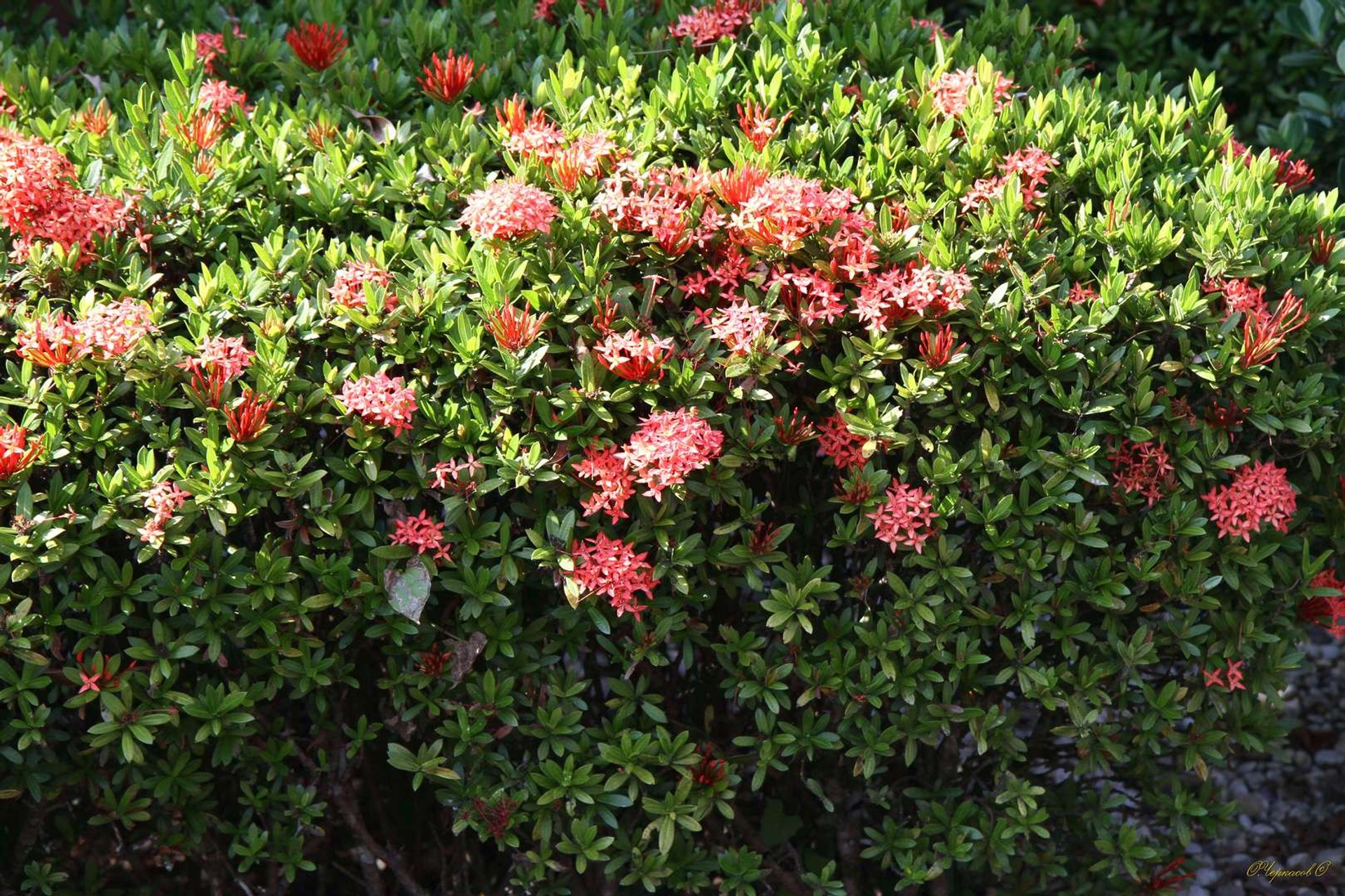 Тайланд 2011 г. Улица, люди, жизнь…