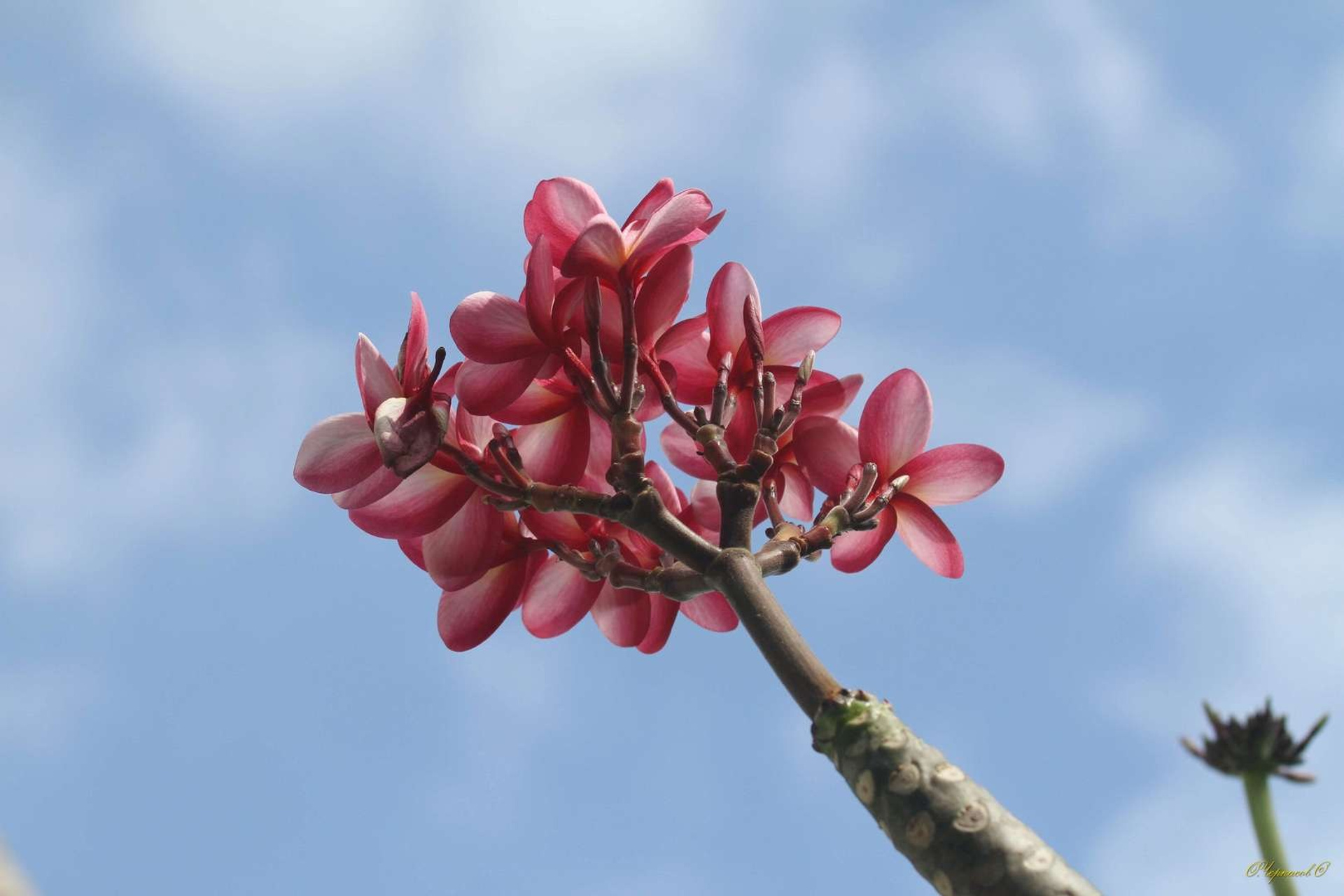 Тайланд 2011 г. Улица, люди, жизнь…