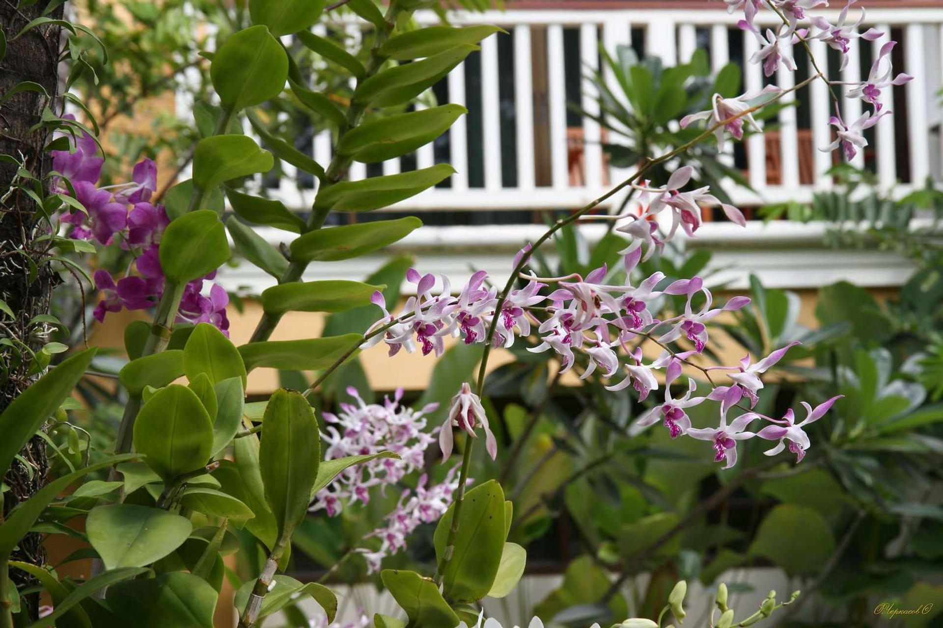 Тайланд 2011 г. Улица, люди, жизнь…