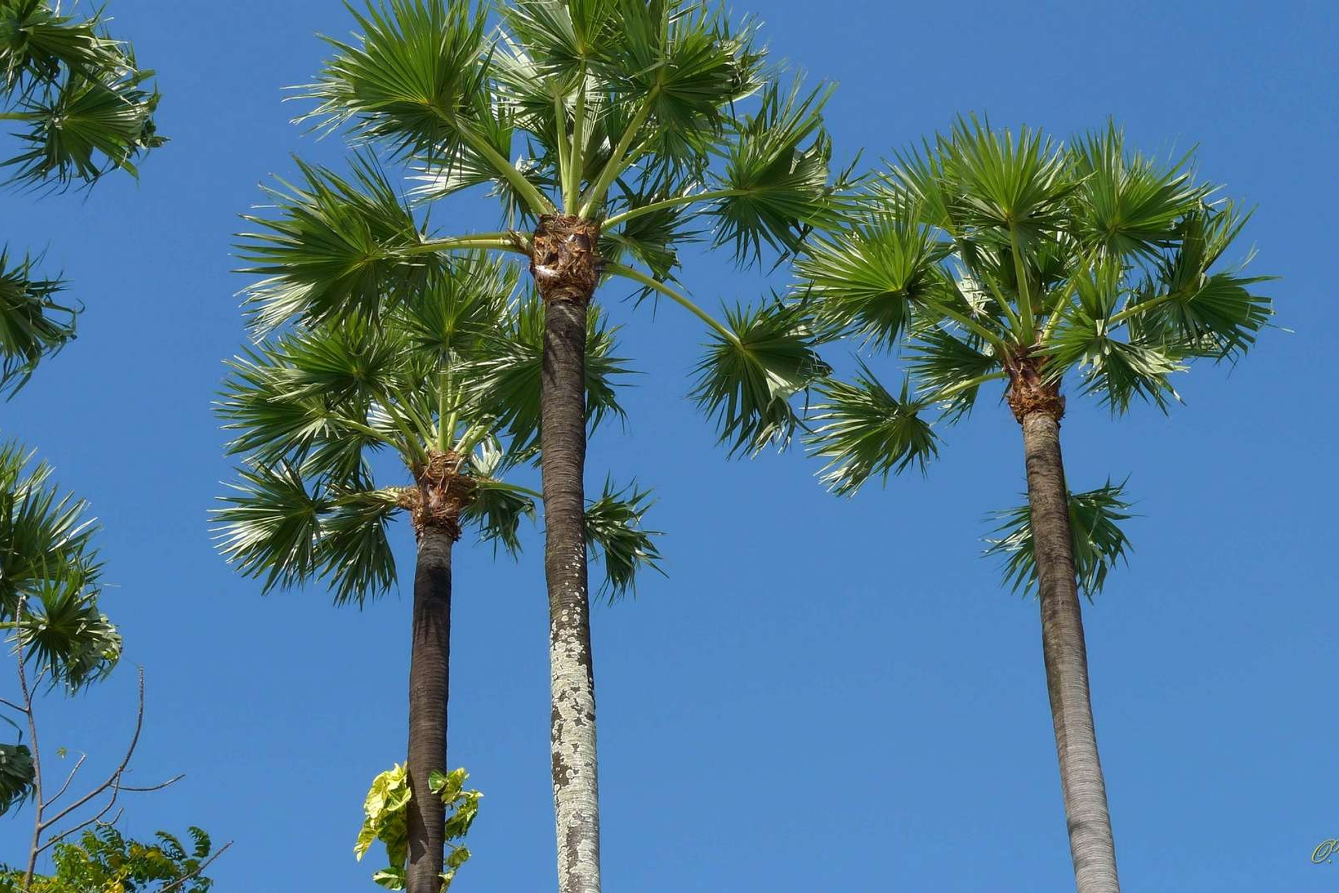 Тайланд 2011 г. Улица, люди, жизнь…