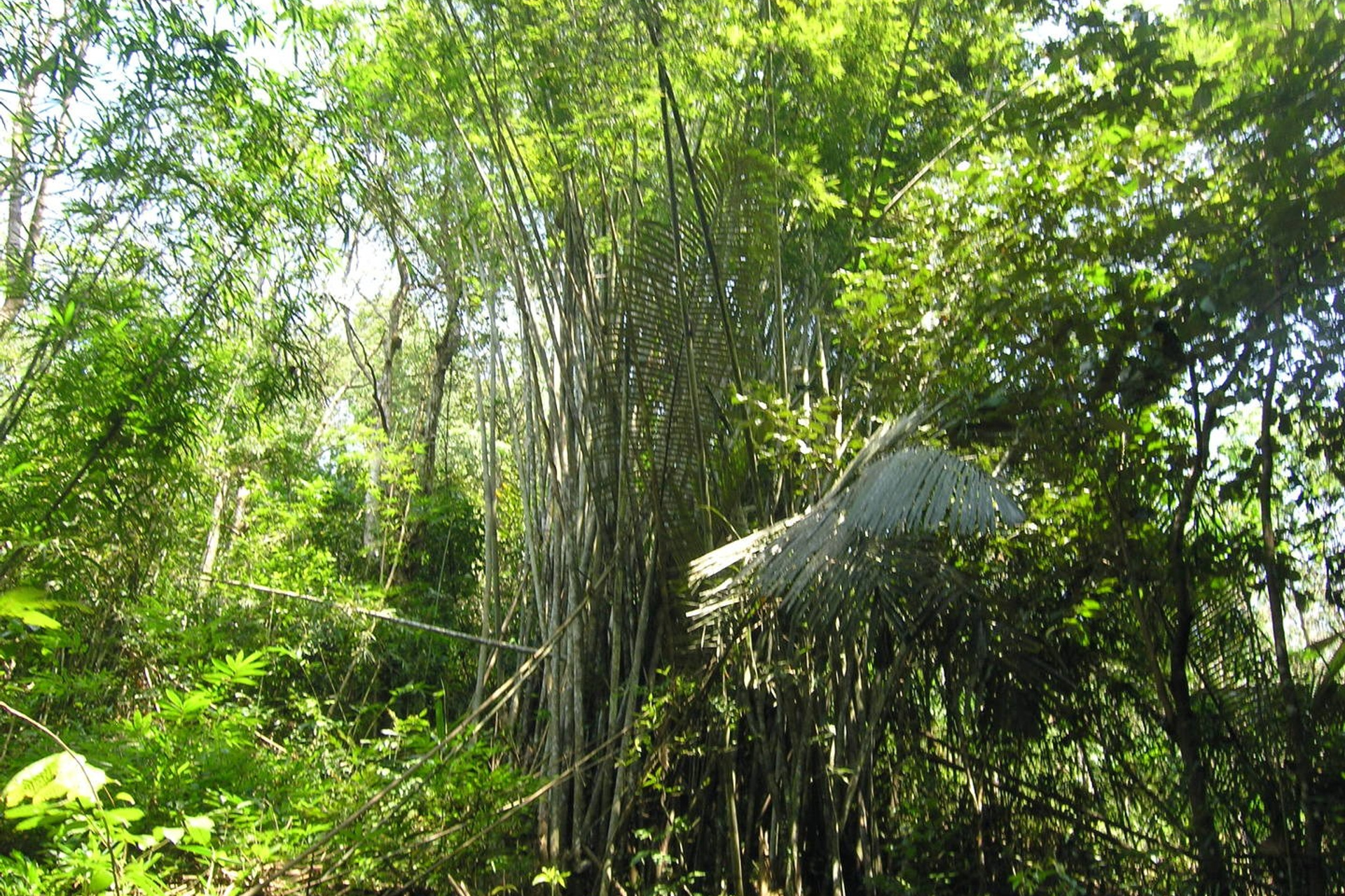 Тайланд 2011 г. Улица, люди, жизнь…