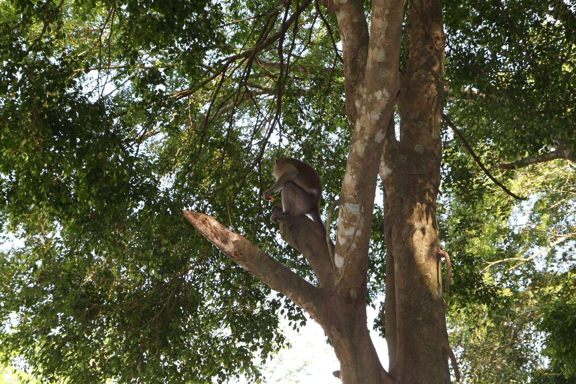 Тайланд 2011 г. Улица, люди, жизнь…