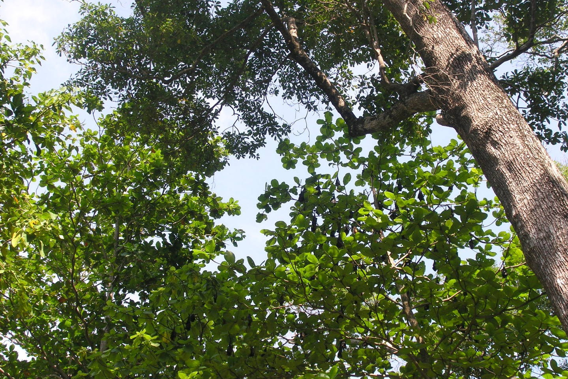 Тайланд 2011 г. Улица, люди, жизнь…