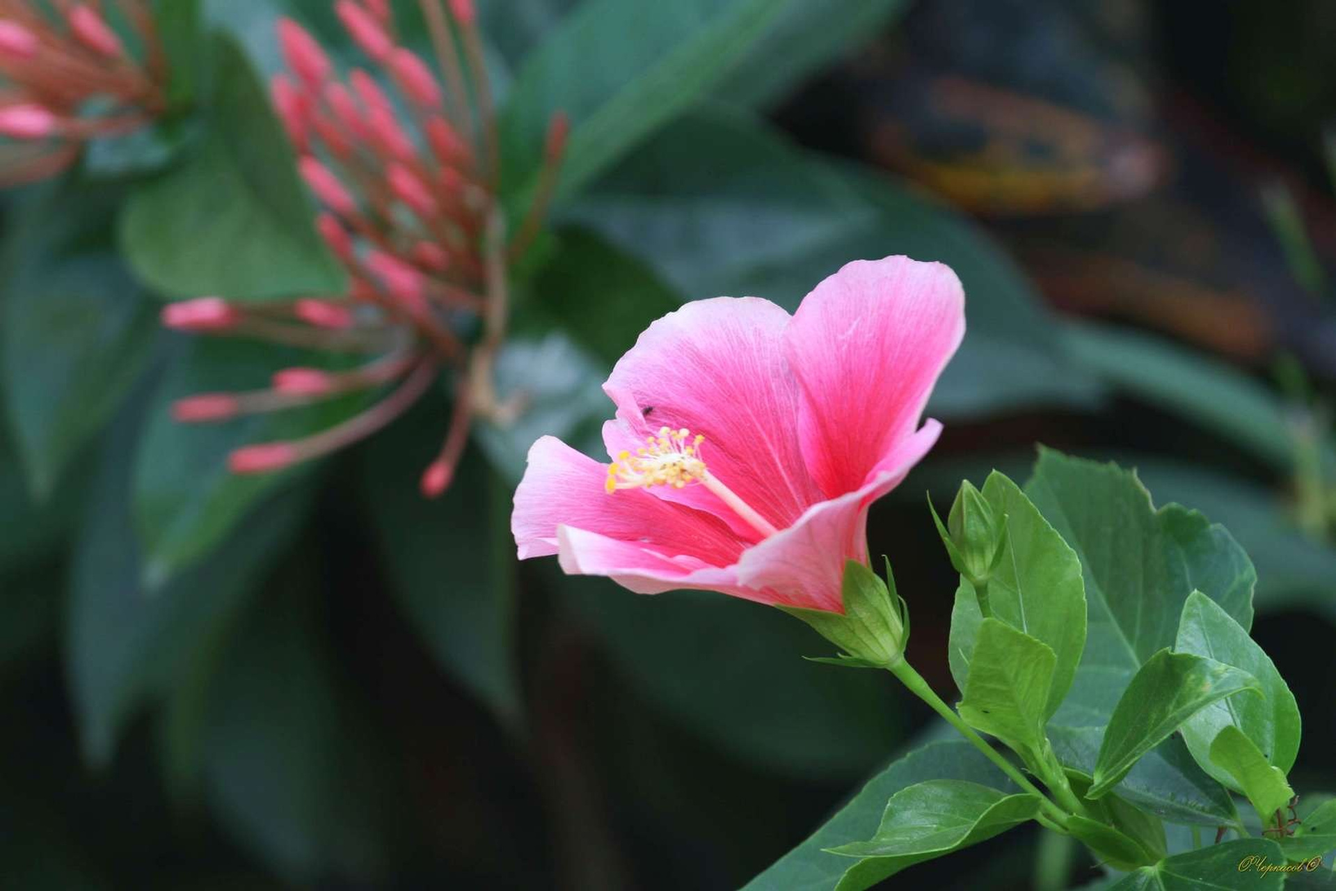 Тайланд 2011 г. Улица, люди, жизнь…