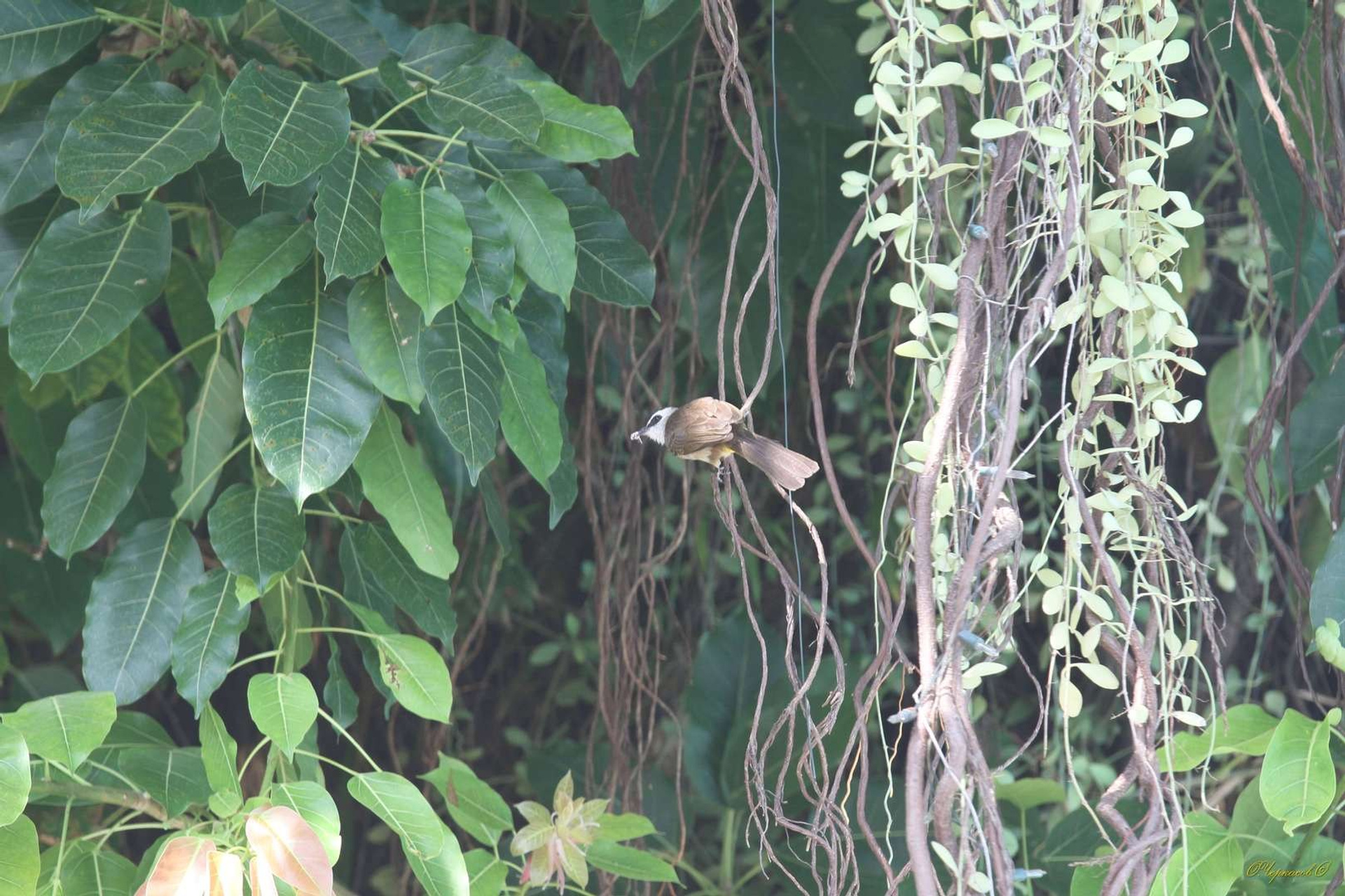 Тайланд 2011 г. Улица, люди, жизнь…