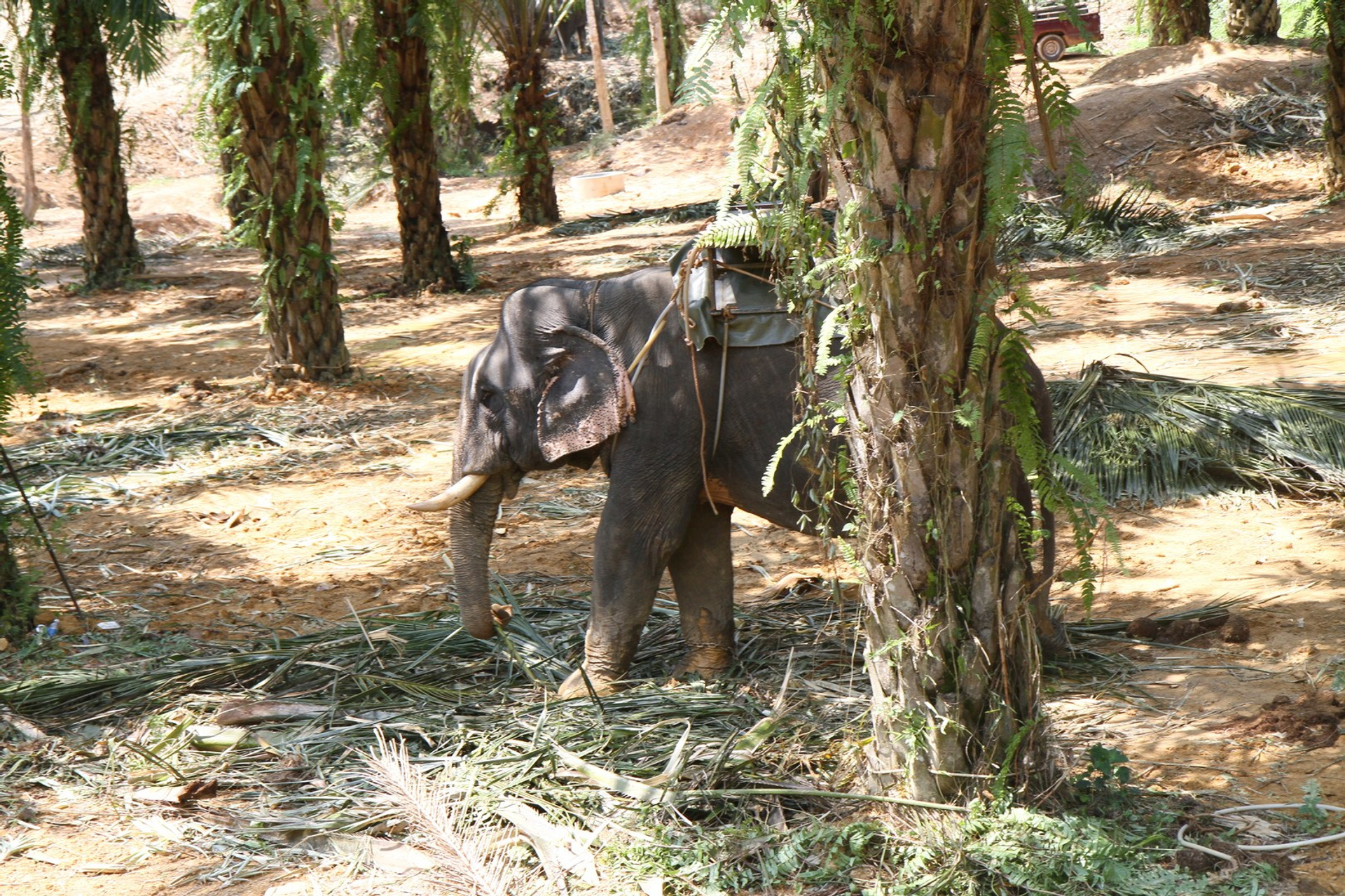 Тайланд 2011 г. Улица, люди, жизнь…