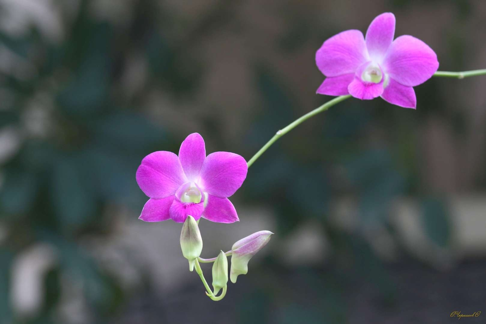 Тайланд 2011 г. Улица, люди, жизнь…