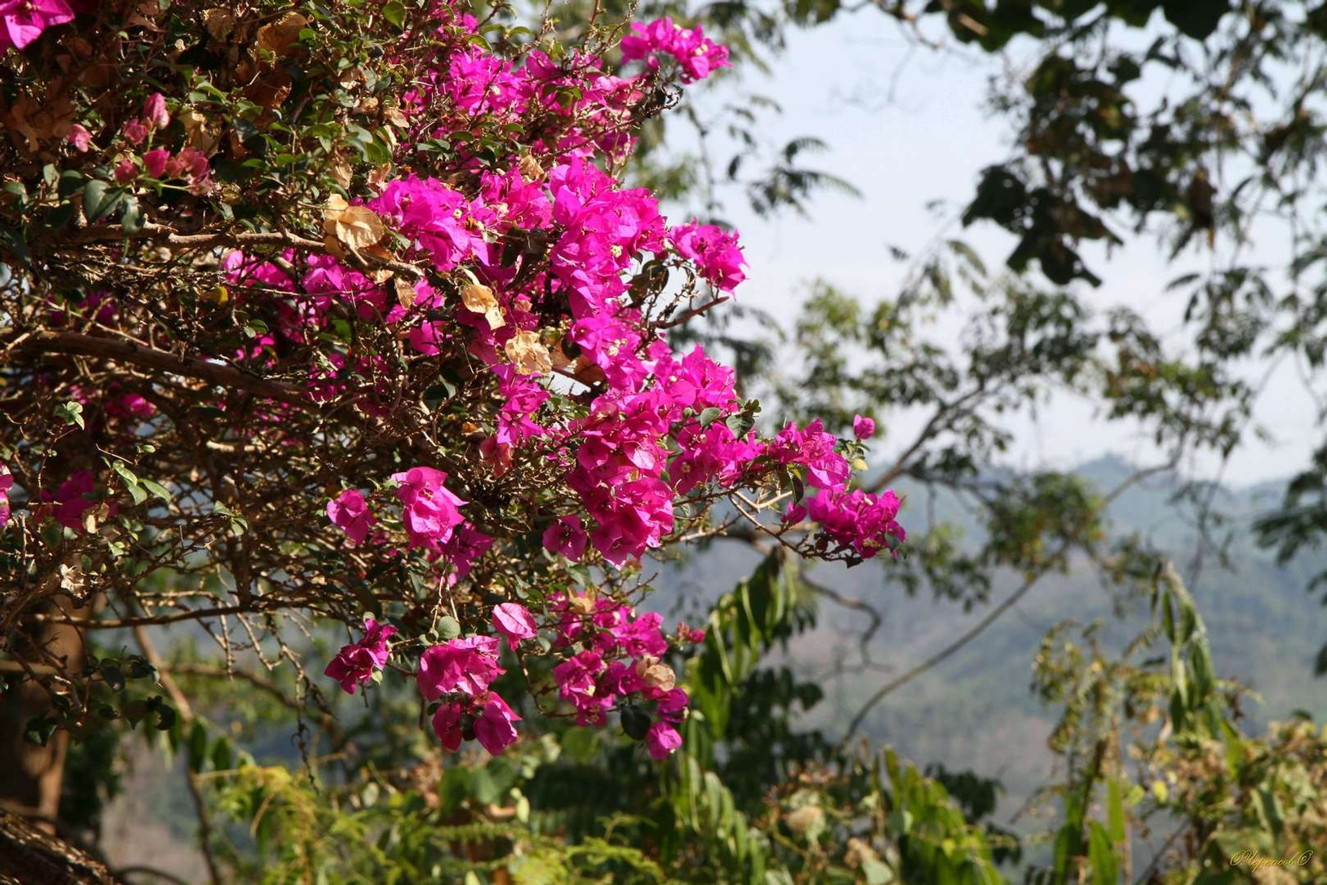 Тайланд 2011 г. Улица, люди, жизнь…