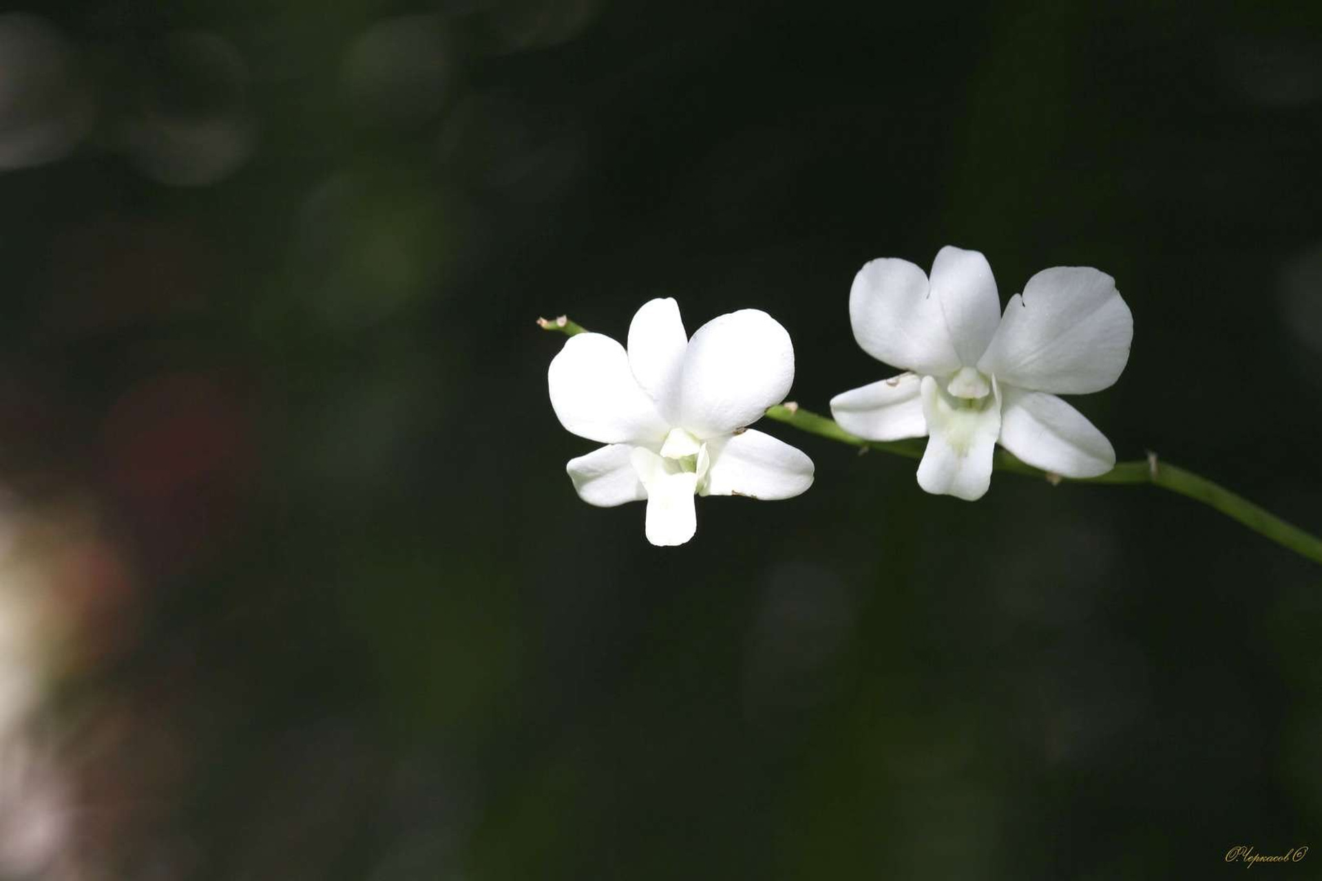 Тайланд 2011 г. Улица, люди, жизнь…