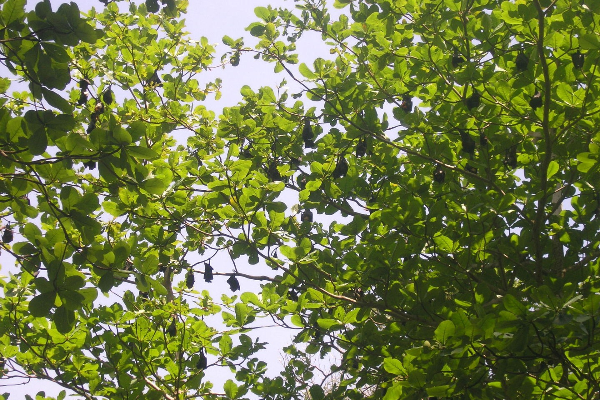 Тайланд 2011 г. Улица, люди, жизнь…