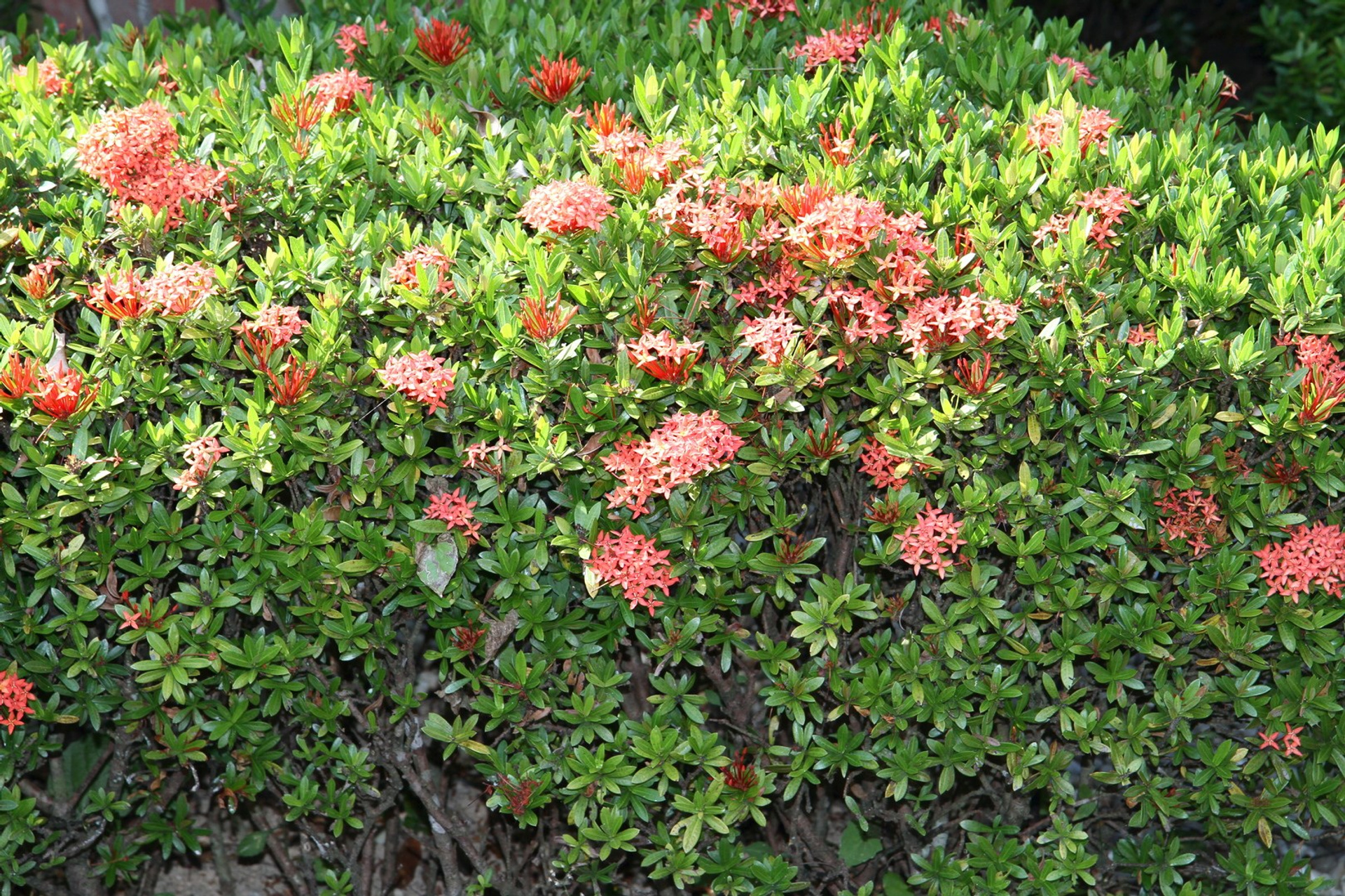 Тайланд 2011 г. Улица, люди, жизнь…