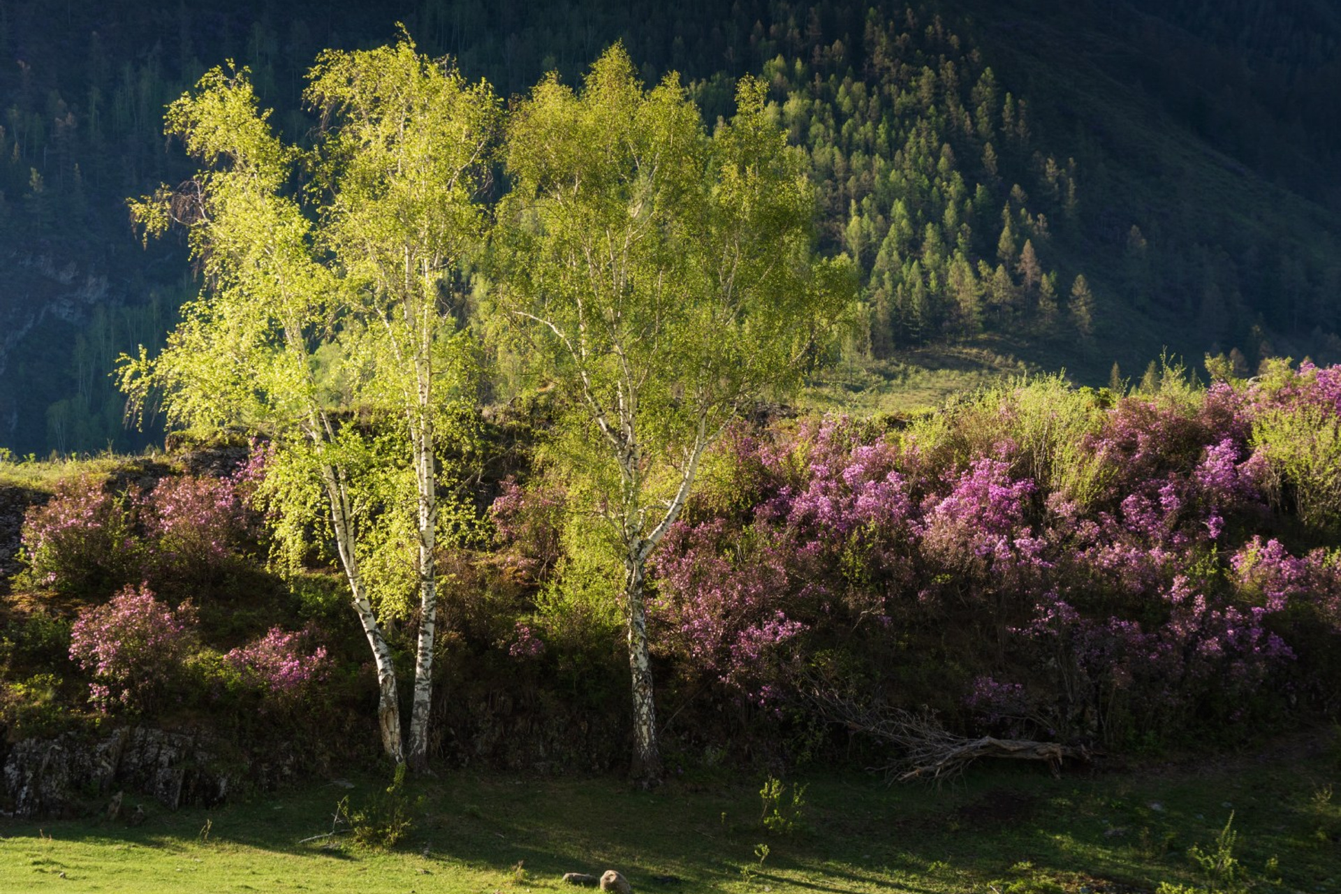 Республика Алтай: весна