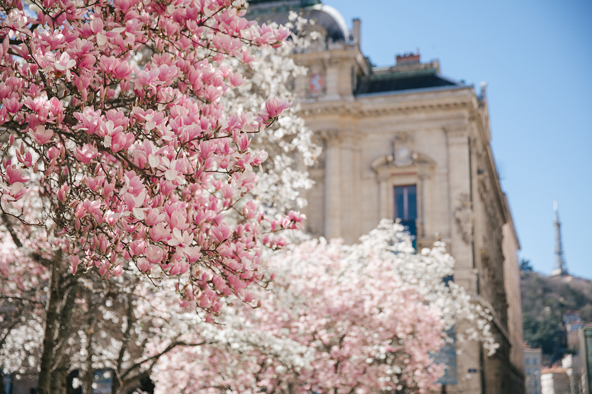 Blossom of Magnolia in Lyon