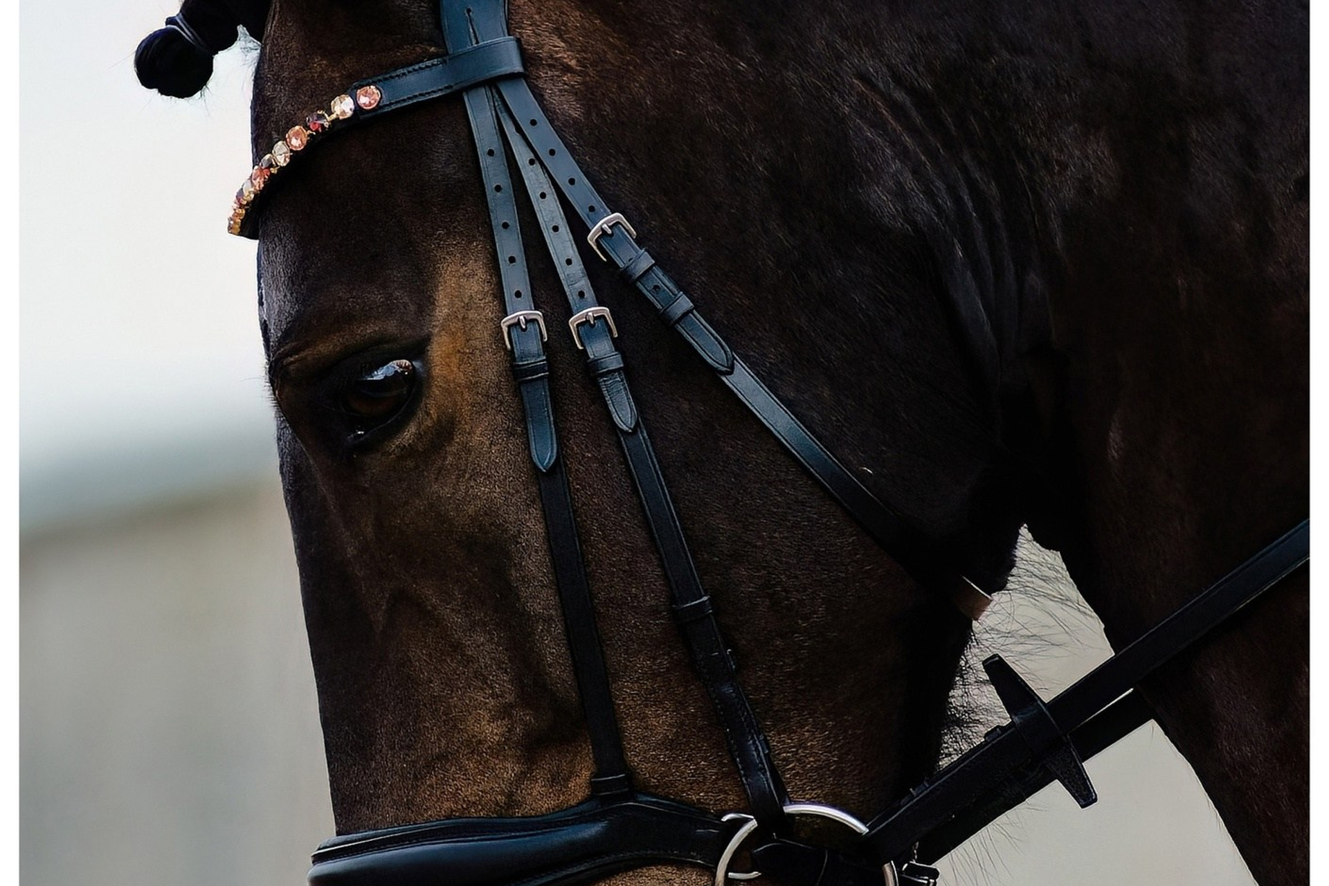 КОННЫЙ СПОРТ