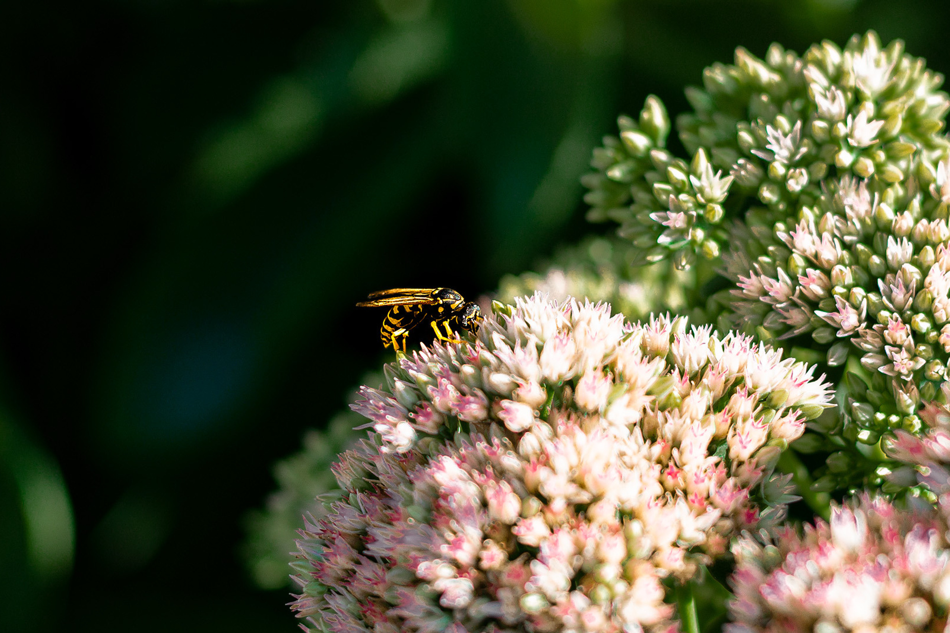 Природа, город