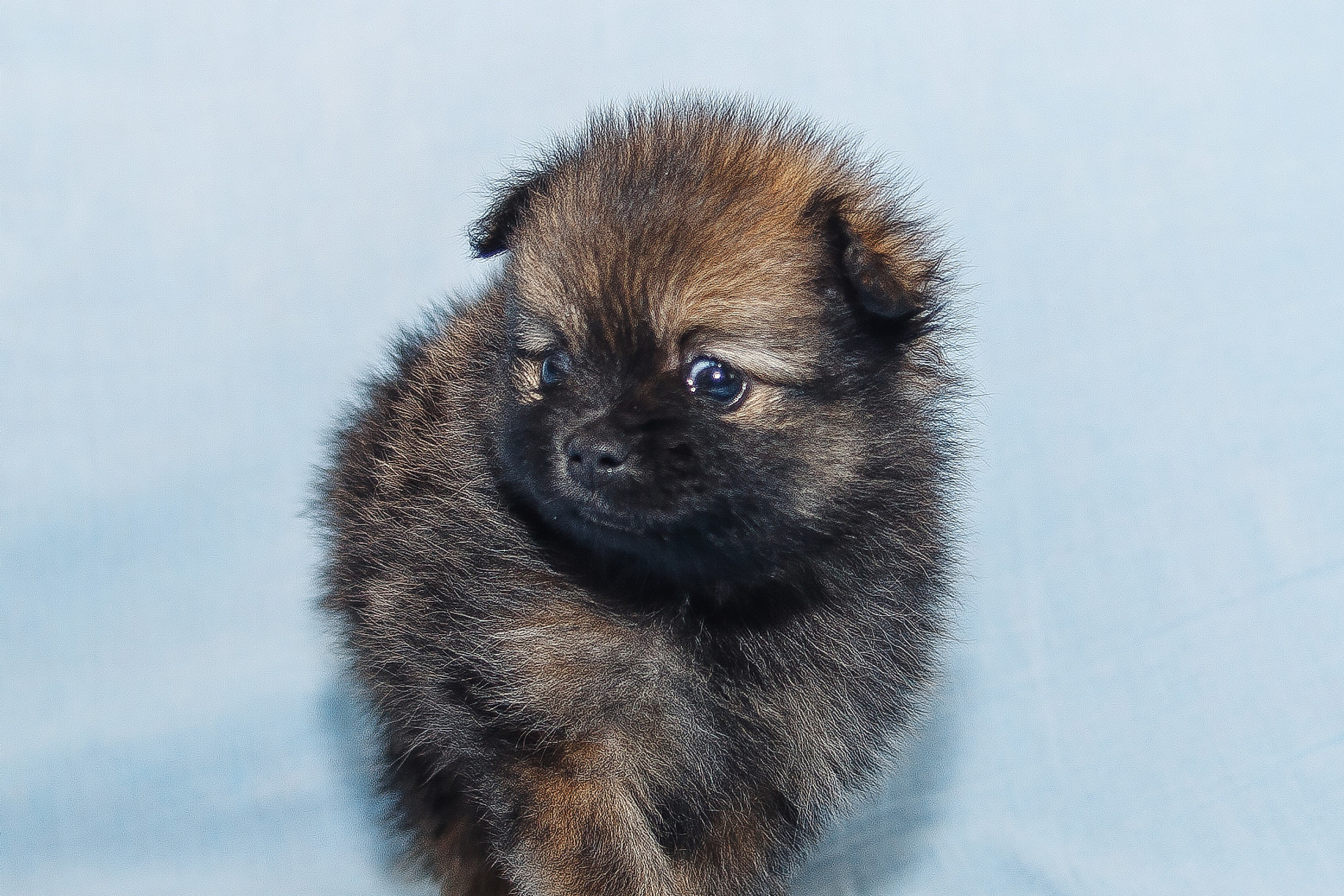 Съемка щенков шпица для заводчика