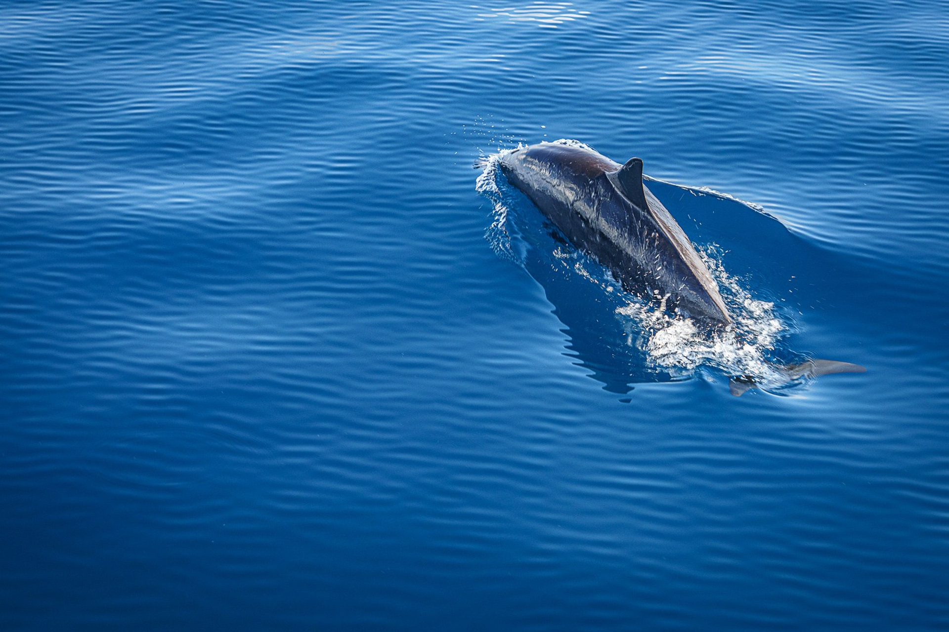 Дельфины (Мальдивы)