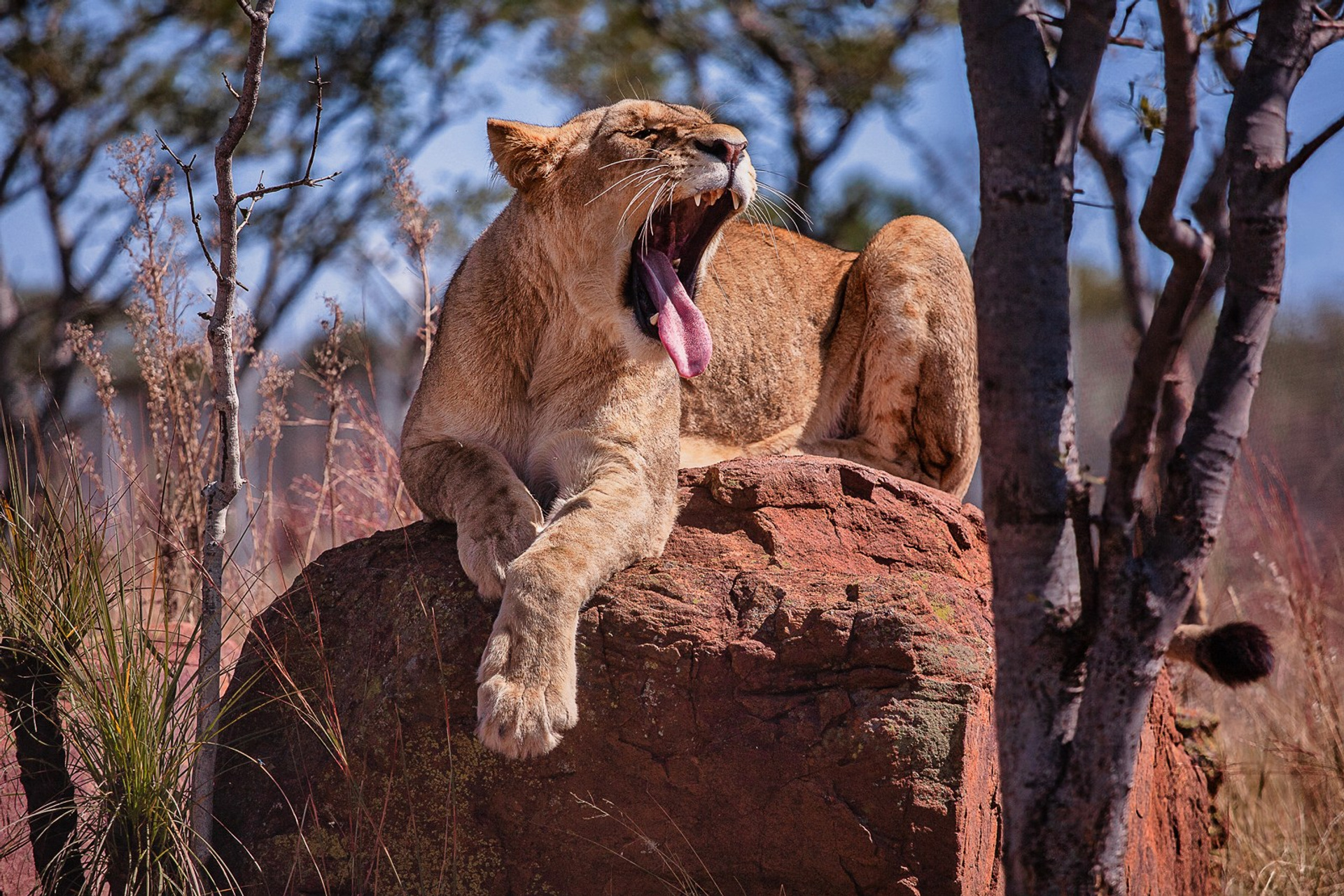 Сафари (ЮАР)