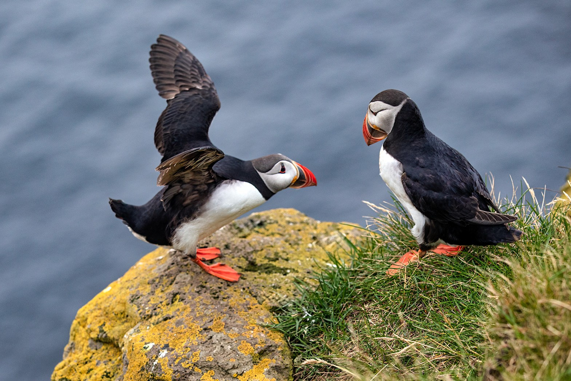Тупики (Исландия)