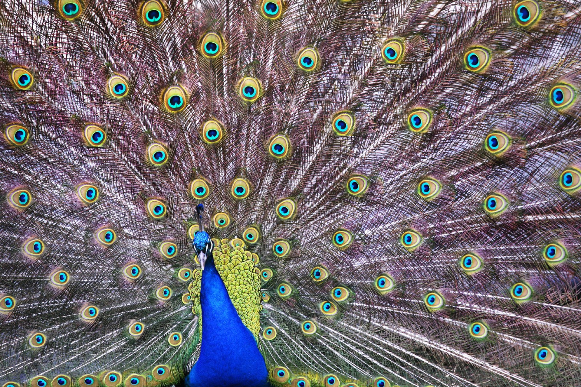 Птицы (коллекция)