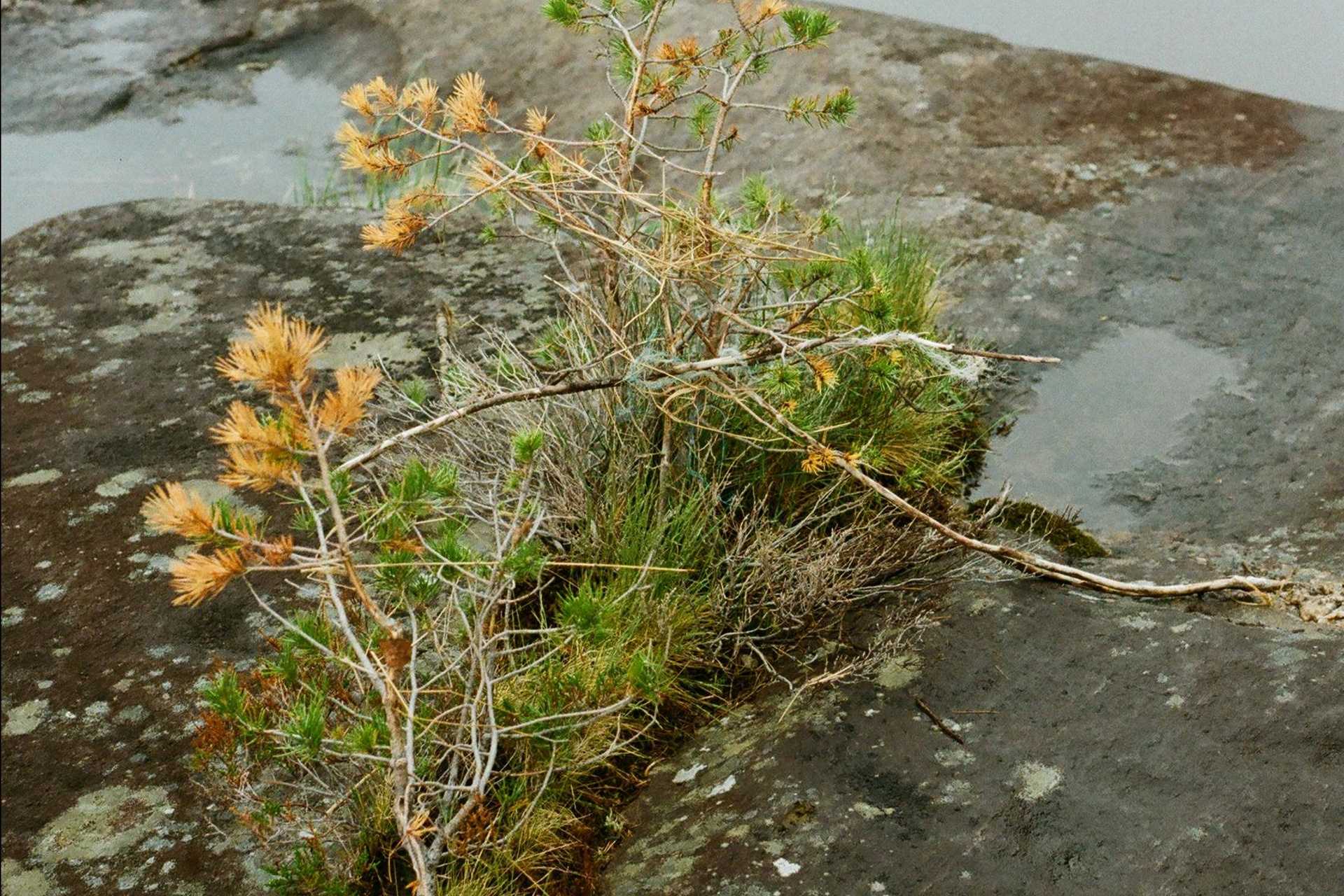 Пленочные хроники