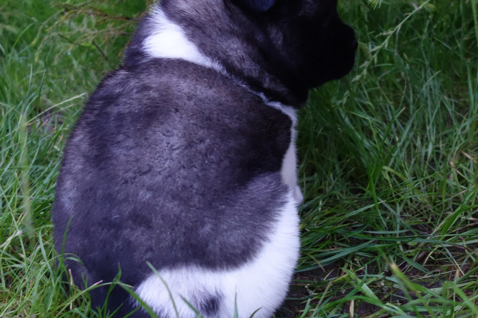 IN` YAN` * Мейси