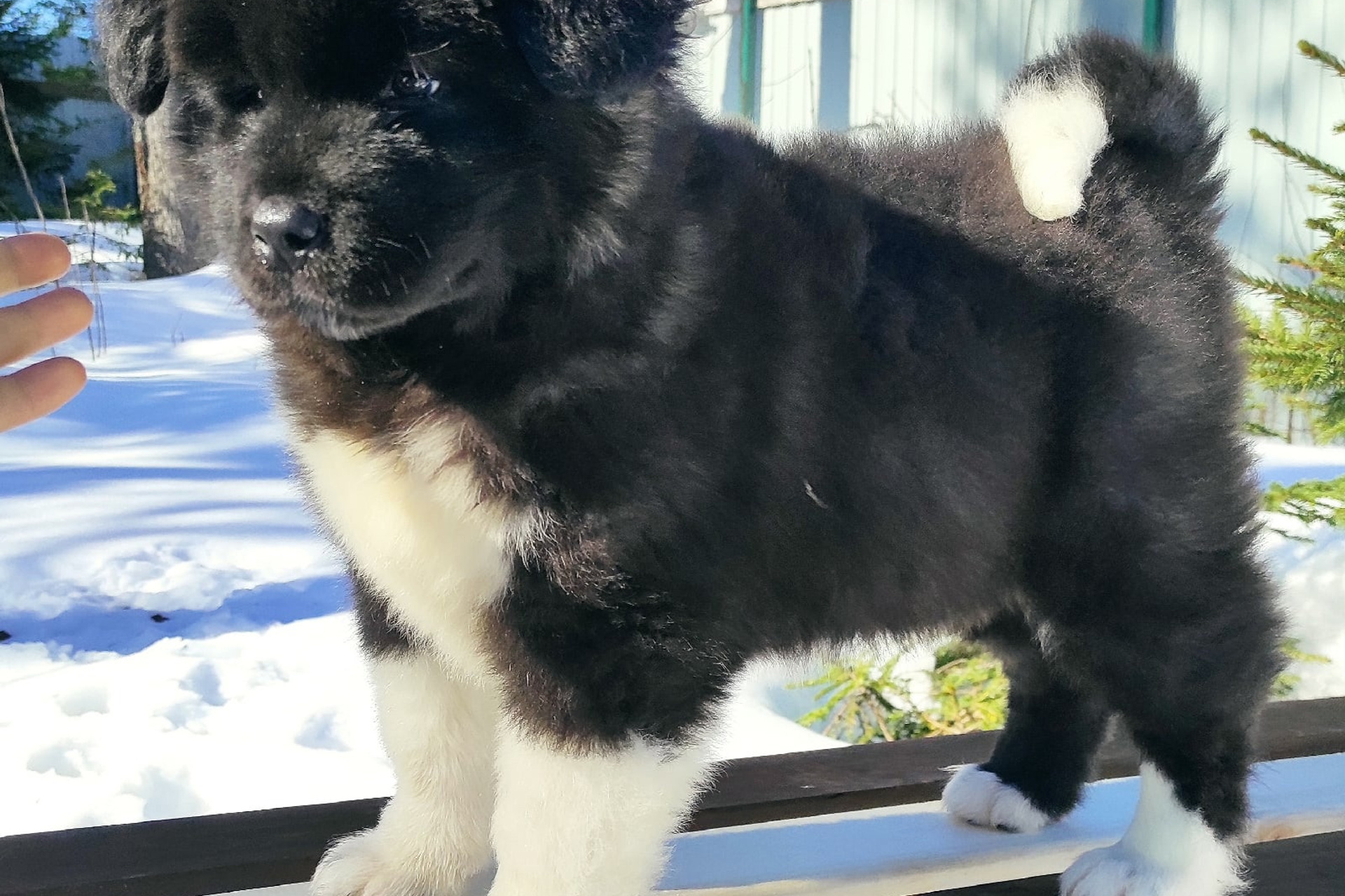 RUBYLIGHT HANNA * Ханна