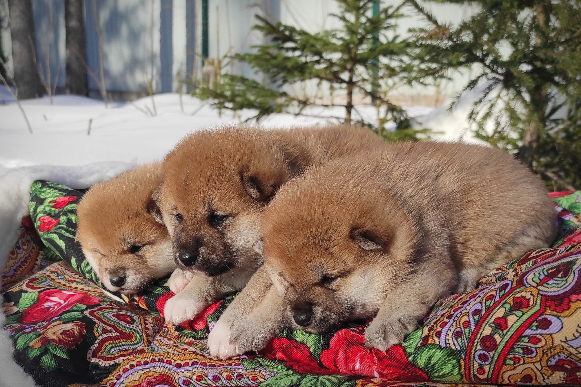 Помет i общее