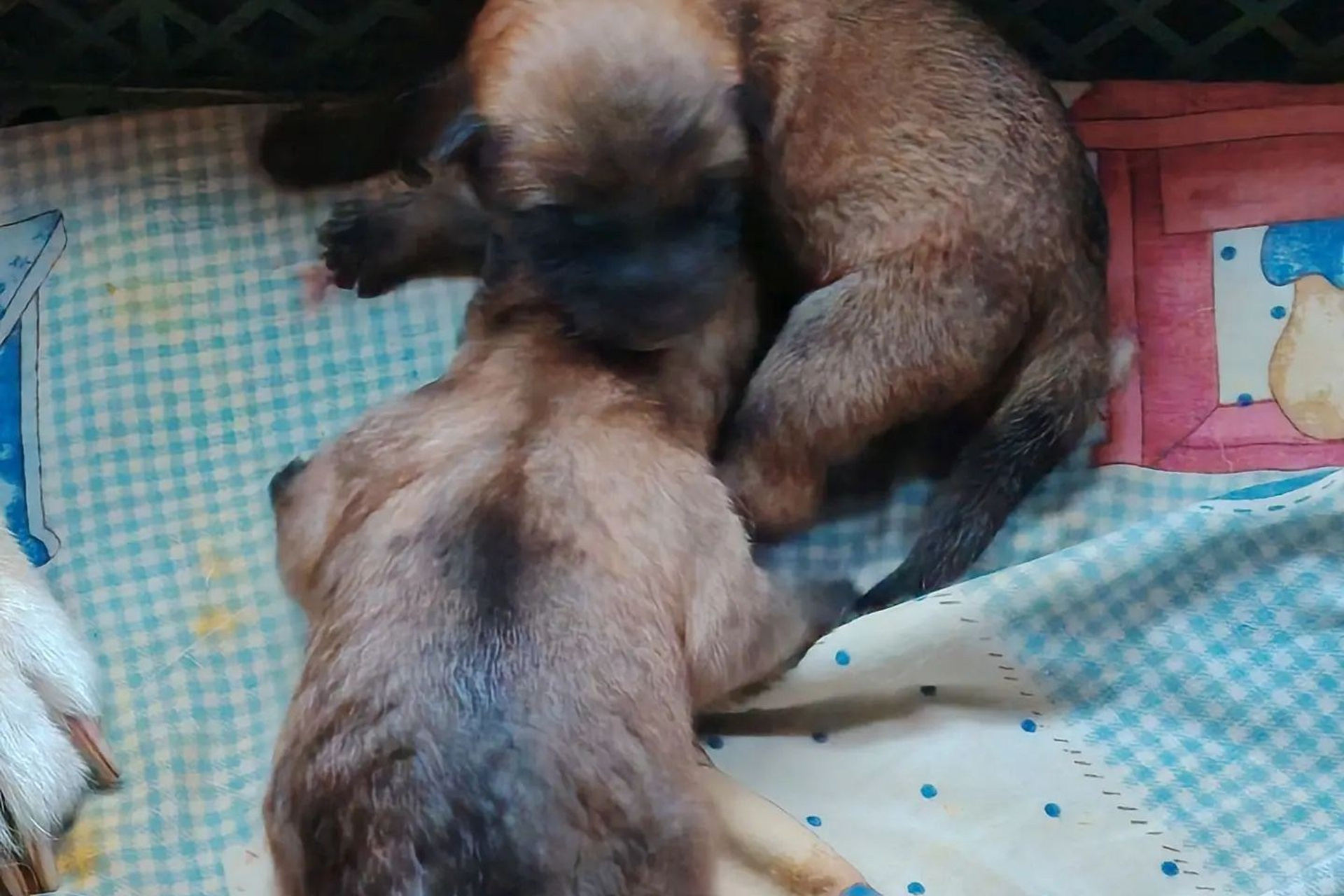 Помет X
