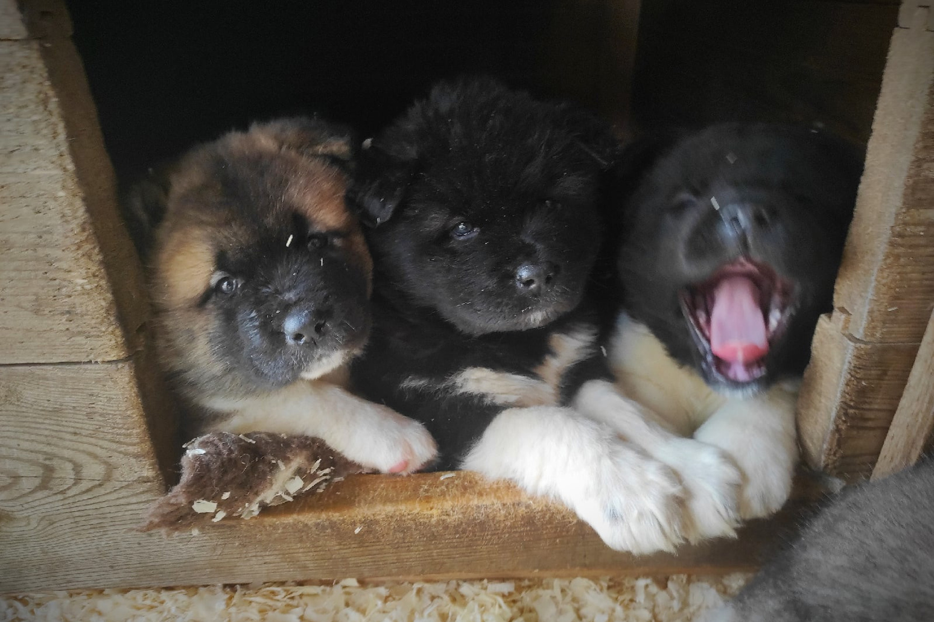 Помет Х общее