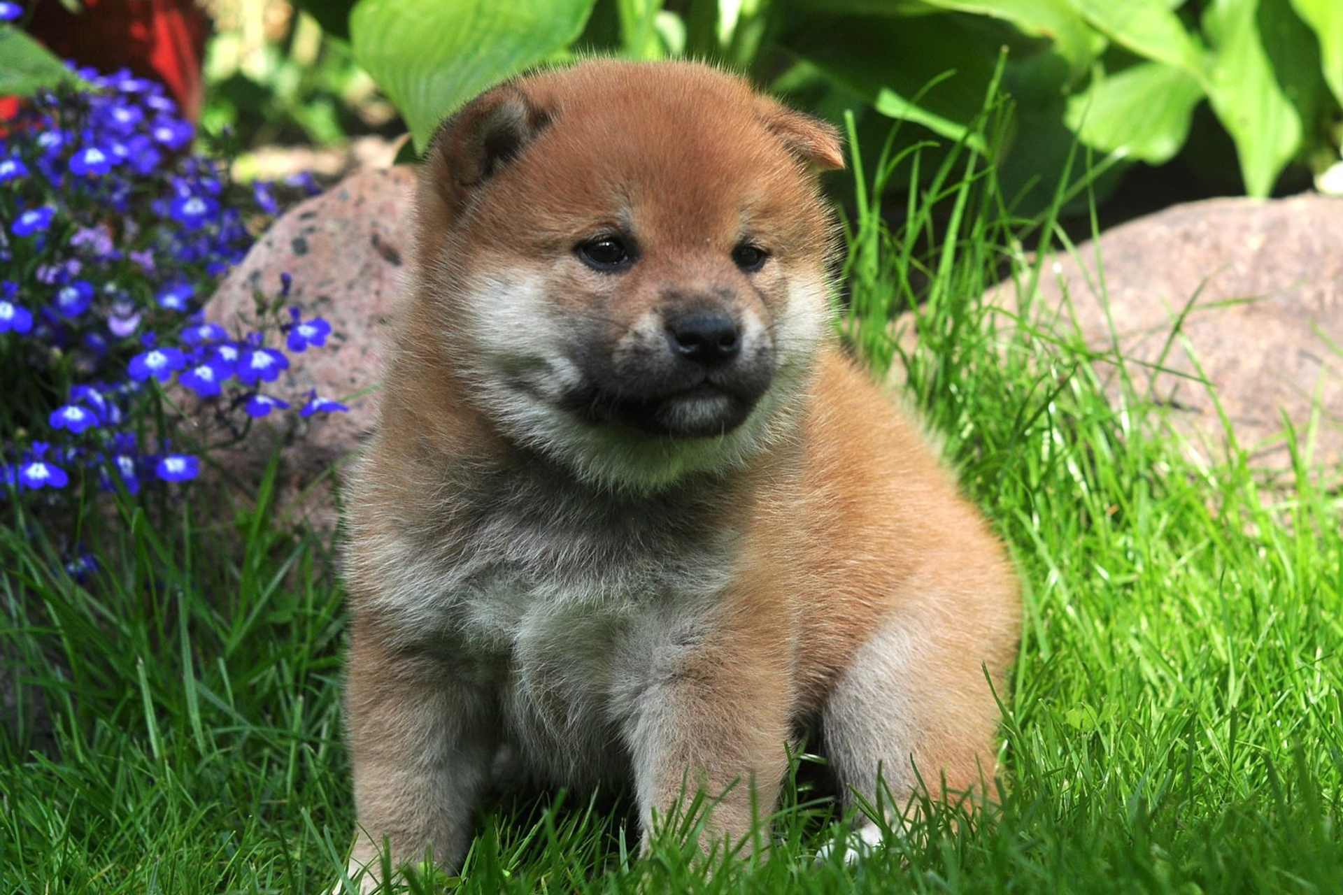 Rubylight Vin Diesel