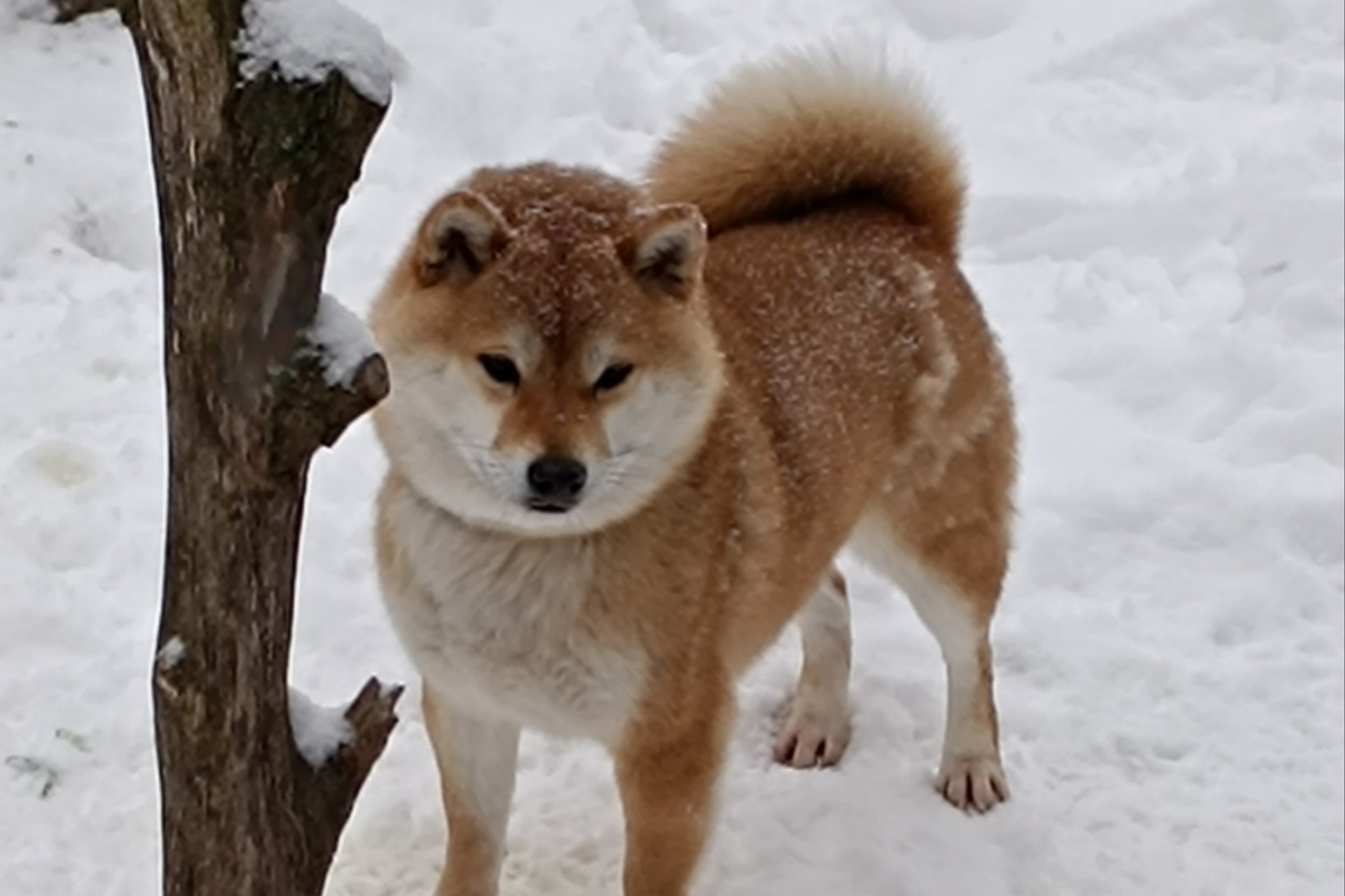 Rubylight Qiwi * Киви