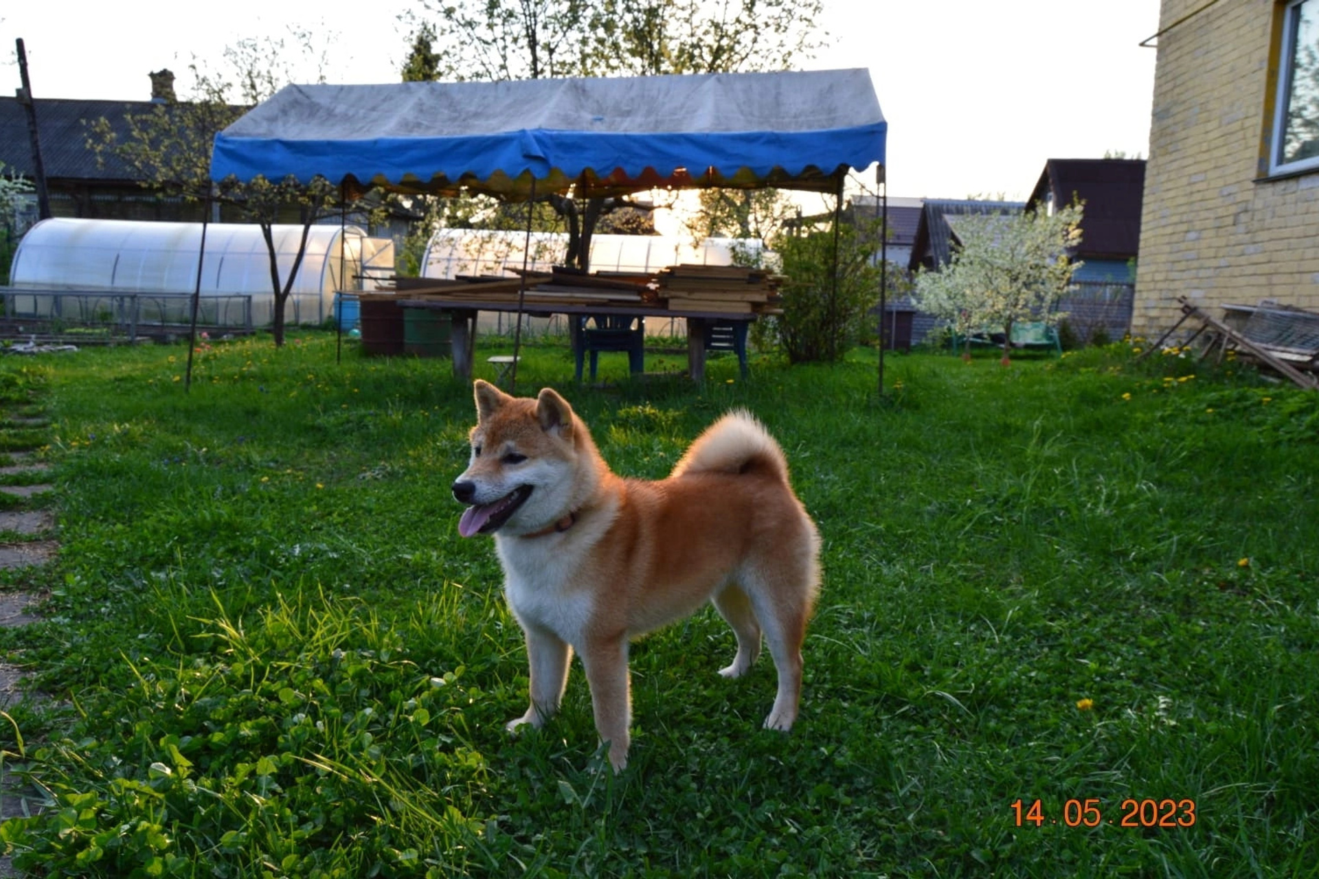 Rubylight Riki tiki tavi