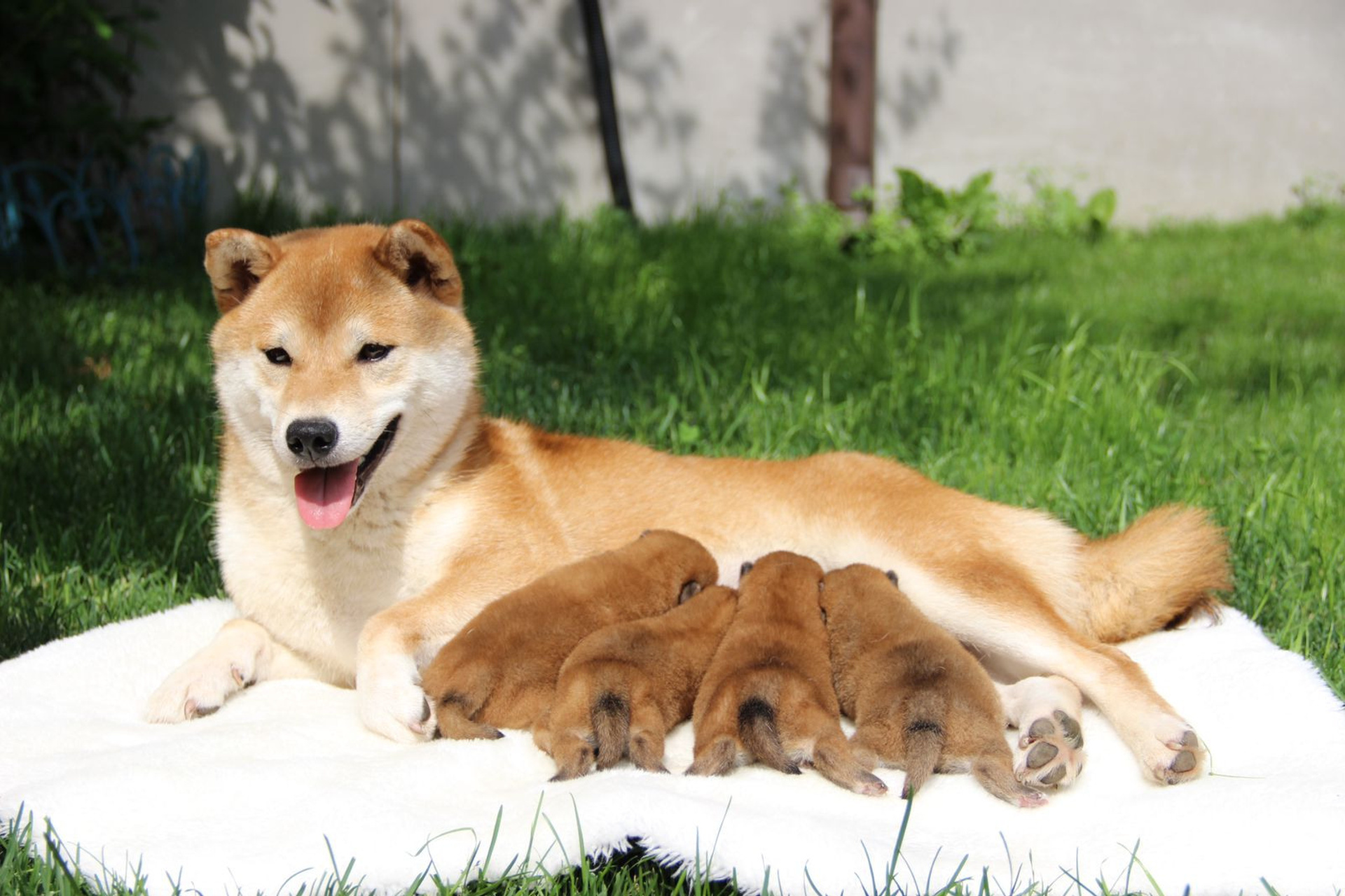 Помет V общее